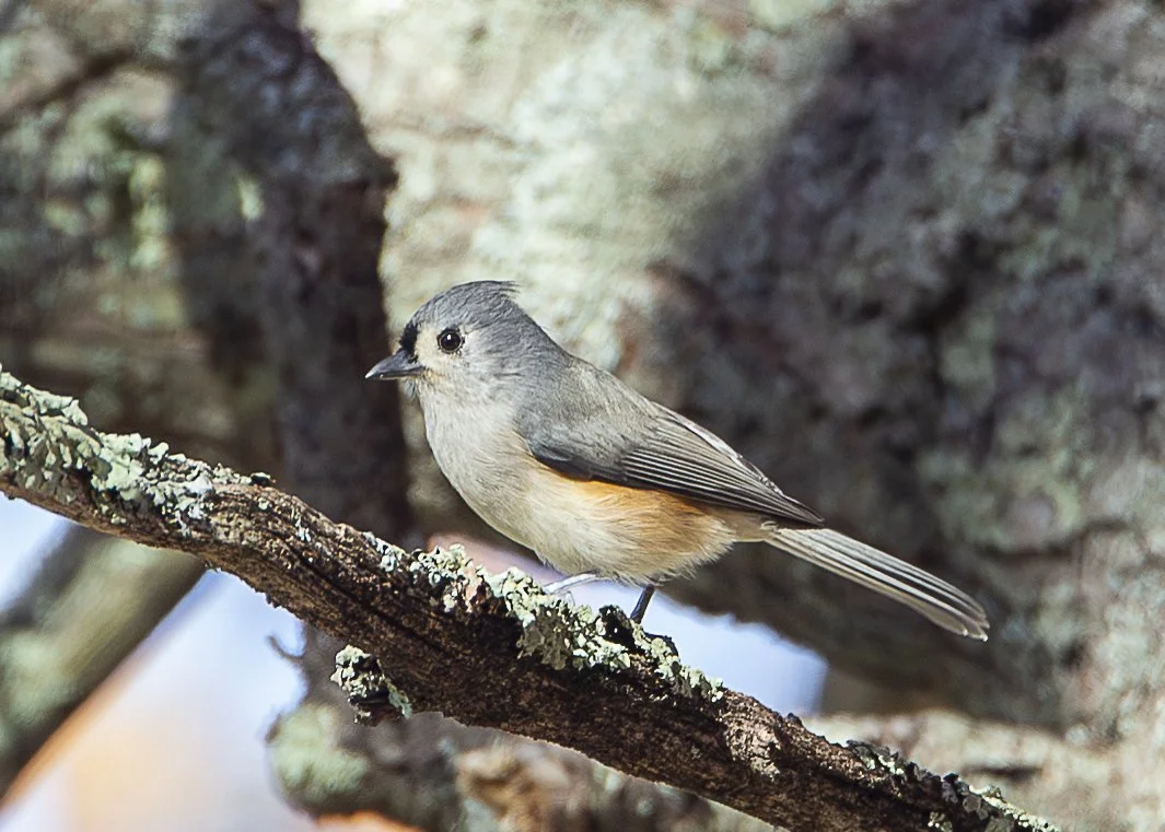 Tufted Titmouse