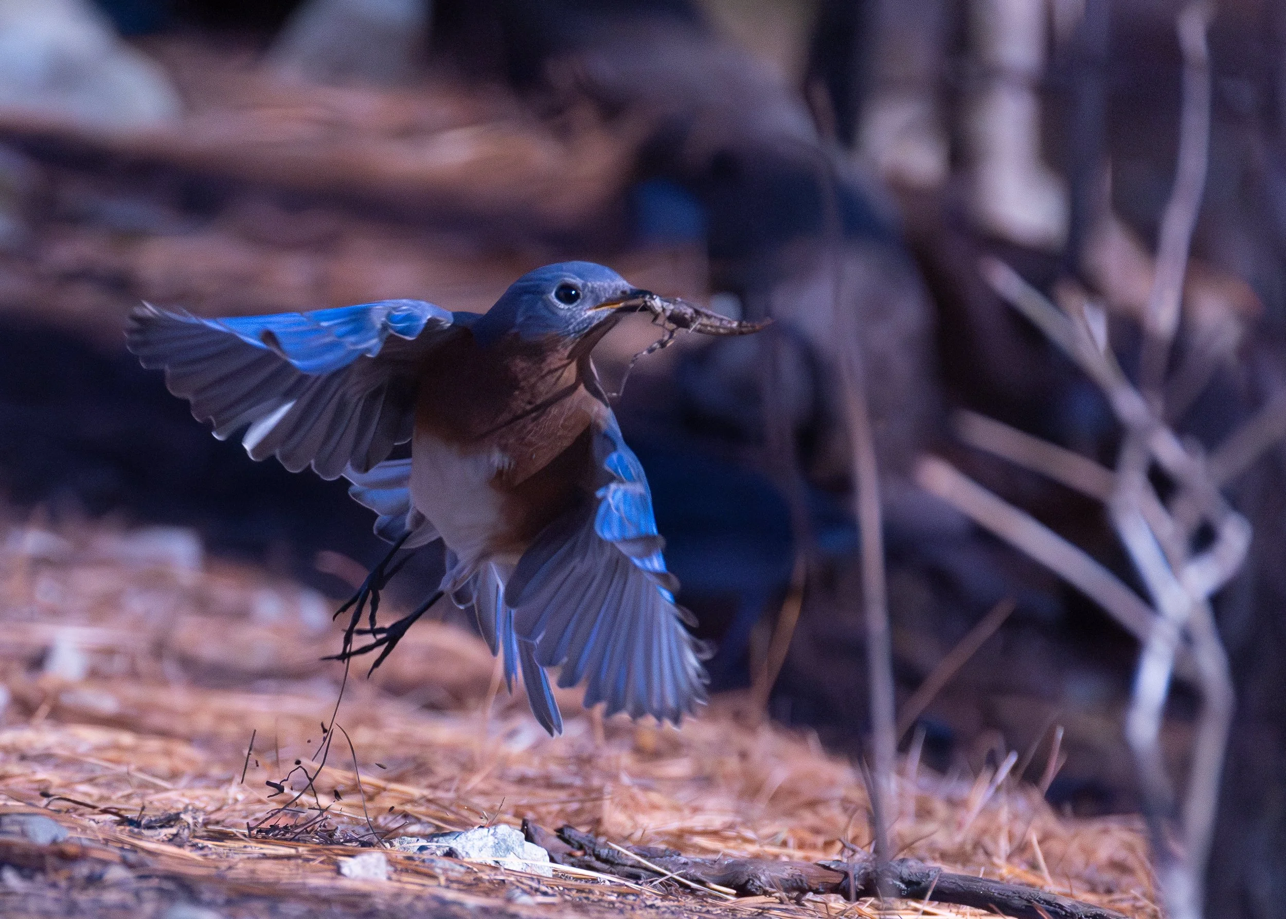 Eastern Bluebird