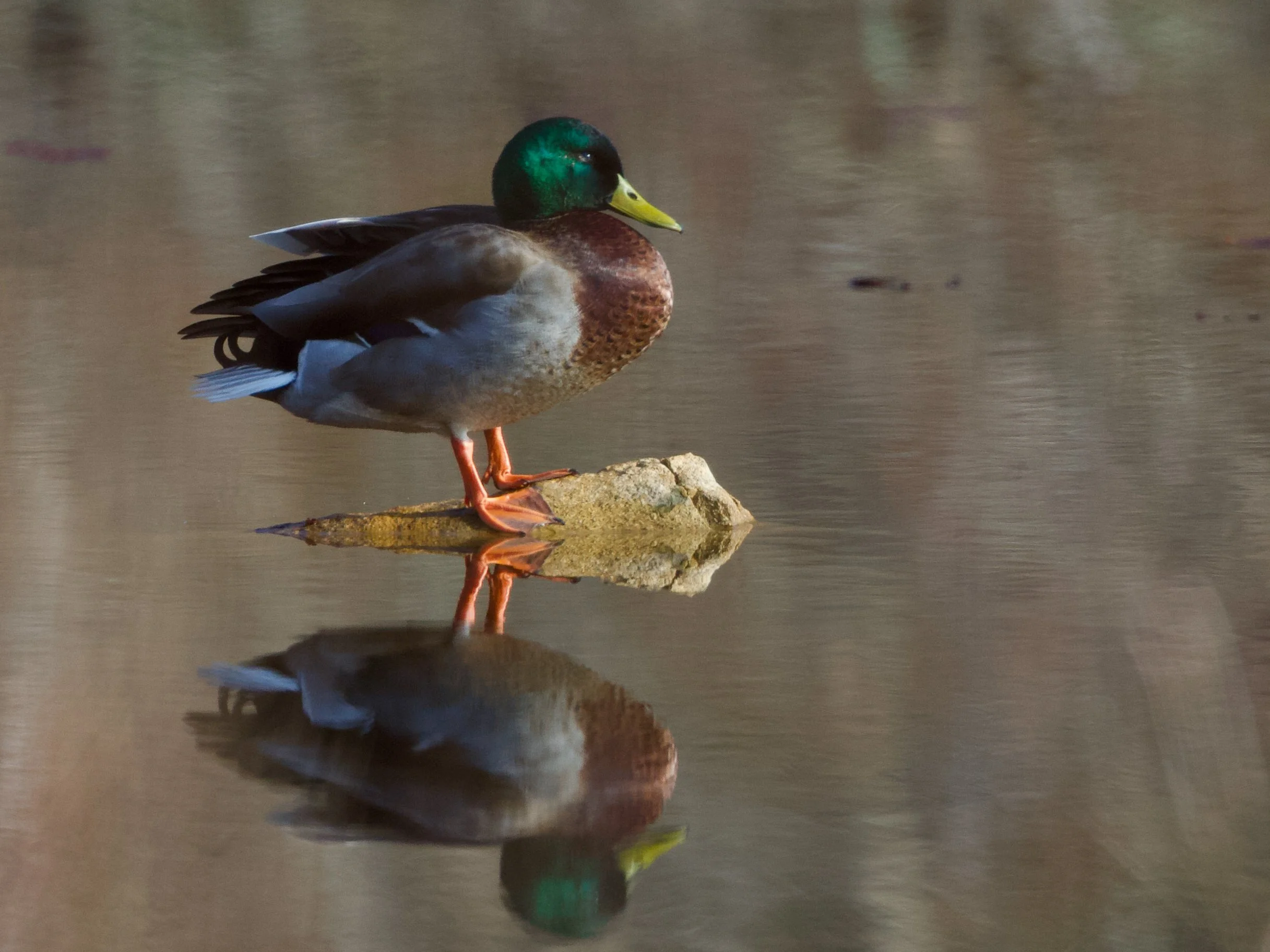 Mallard (male)