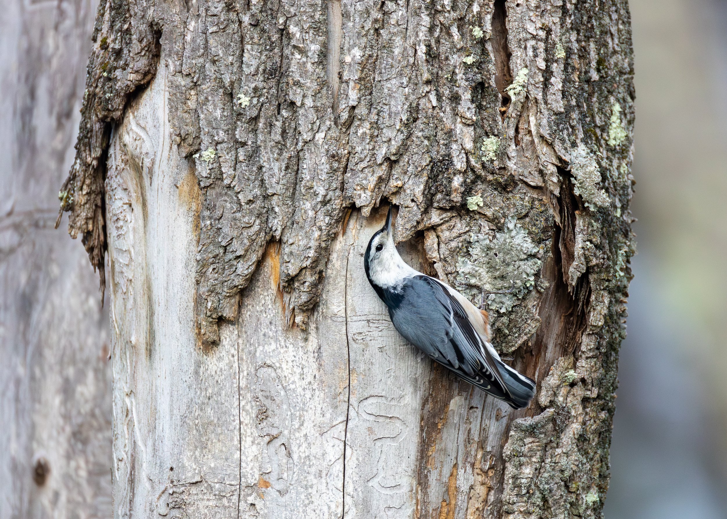 White-breasted Nuthatch (male)