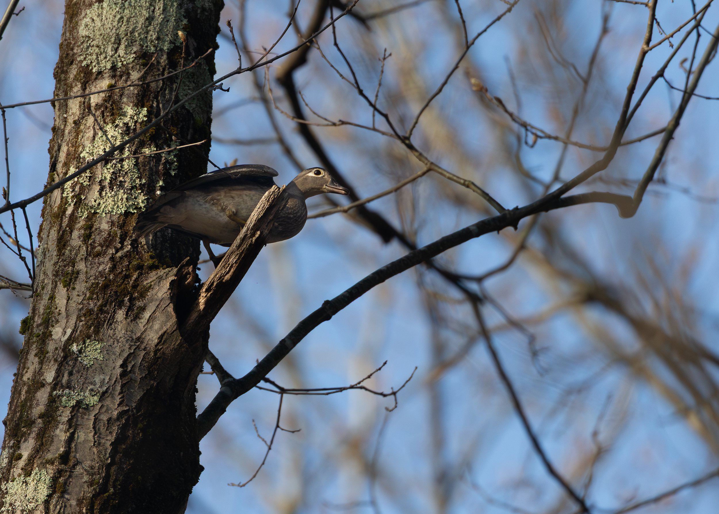Wood Duck (female)