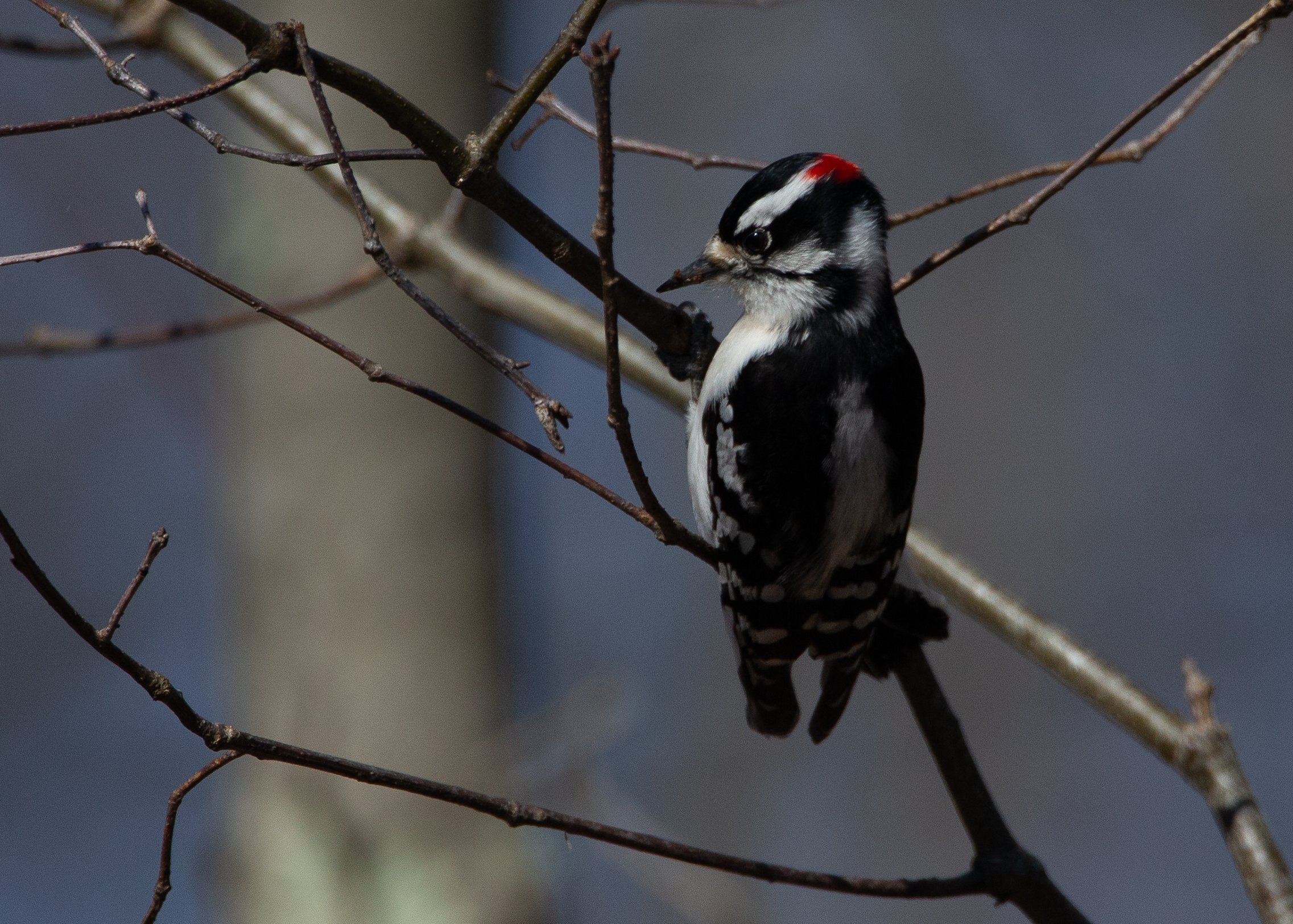 Downy Woodpecker