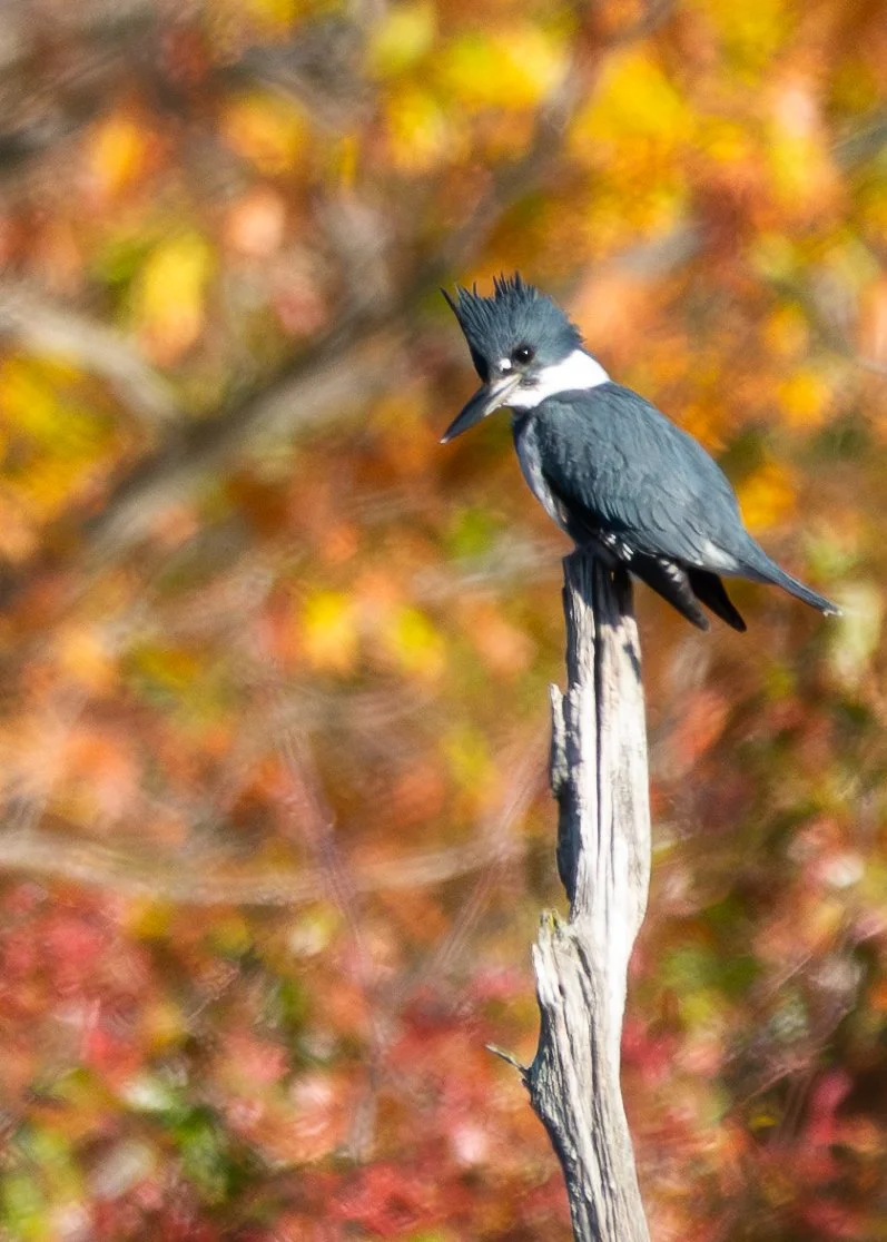 Belted Kingfisher