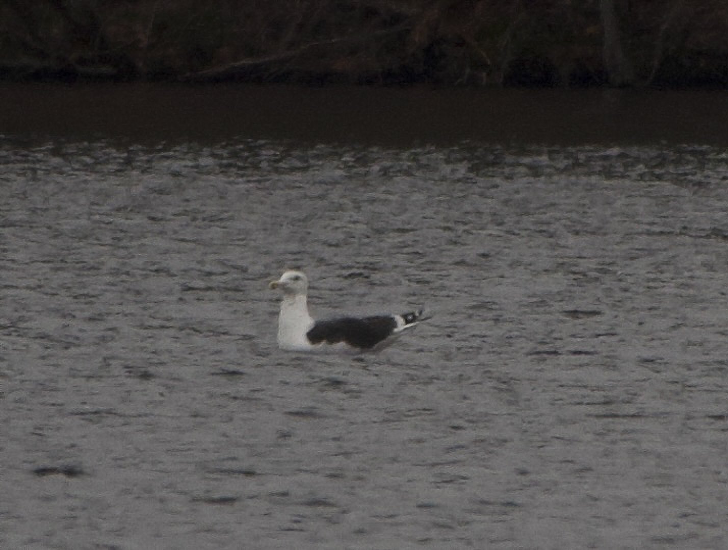 Great Black-backed Gull