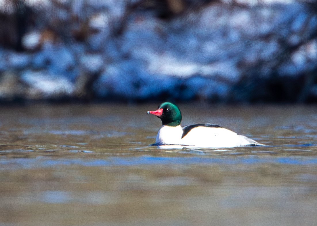 Common Merganser (male)