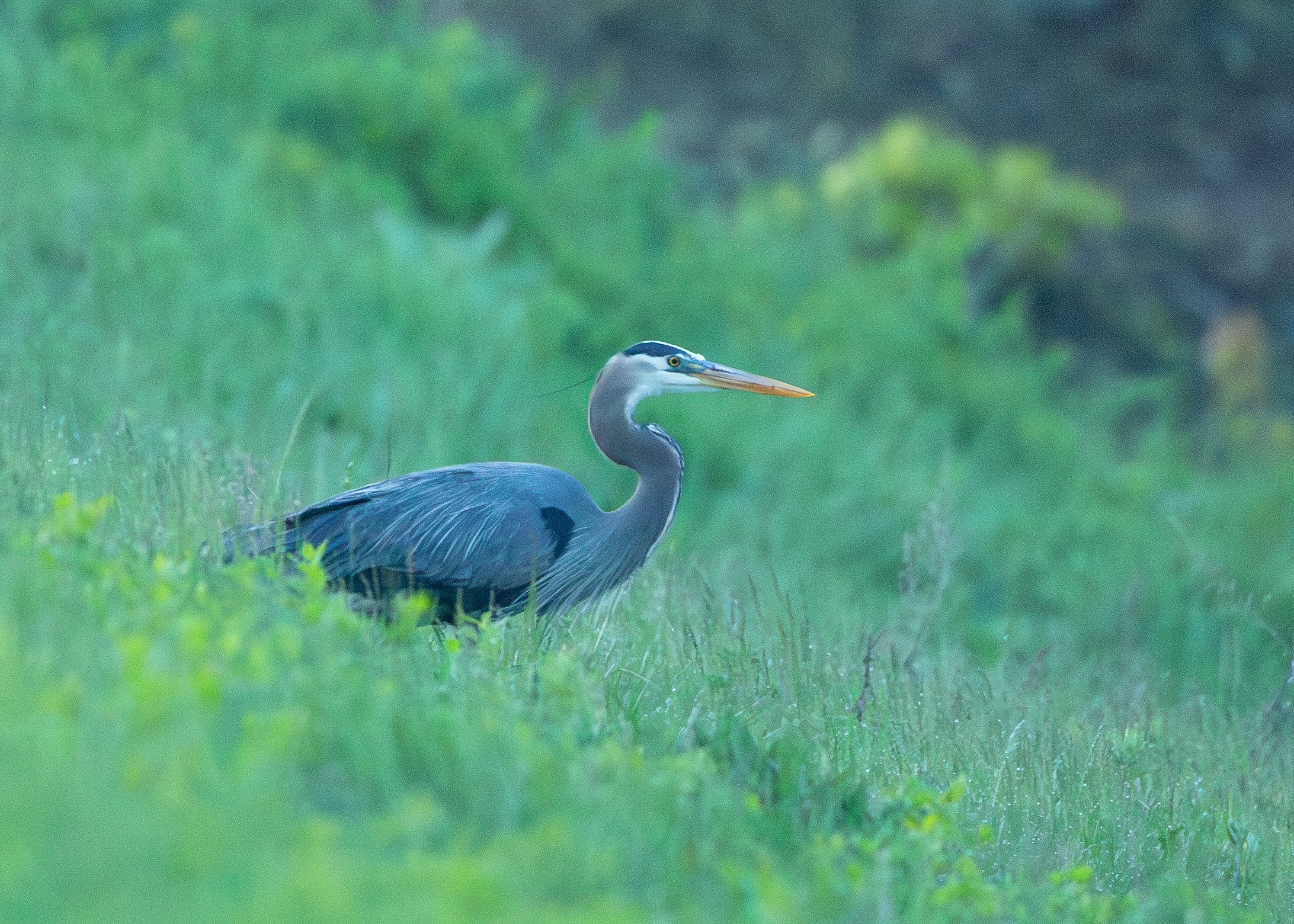 Great Blue Heron