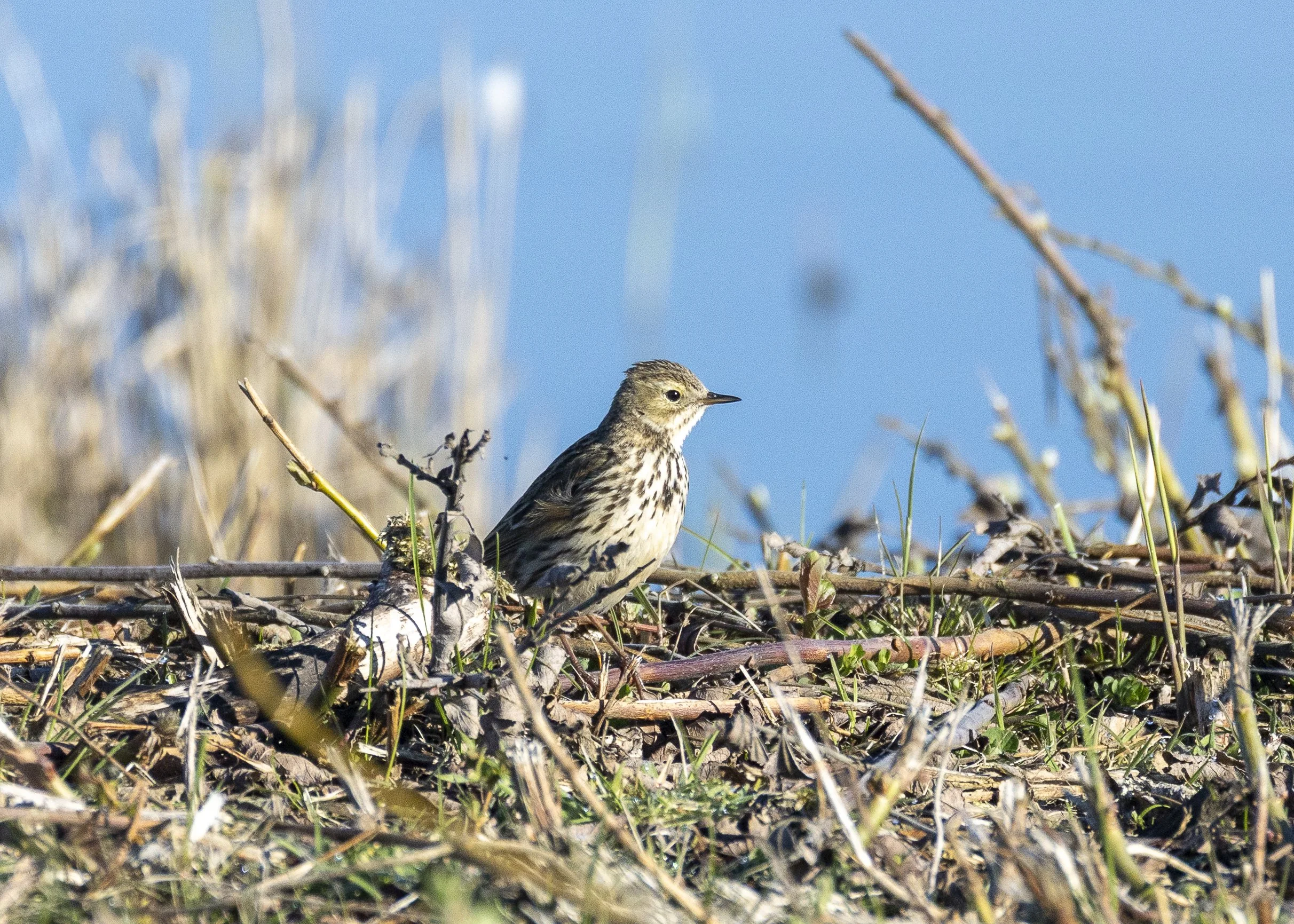 Meadow Pipit