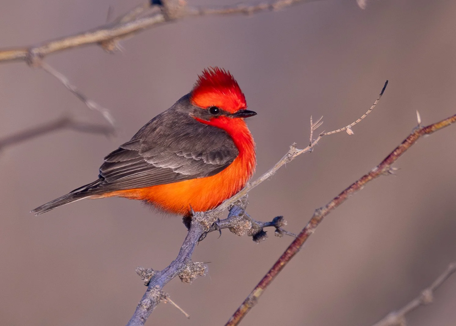 Vermilion Flycatcher