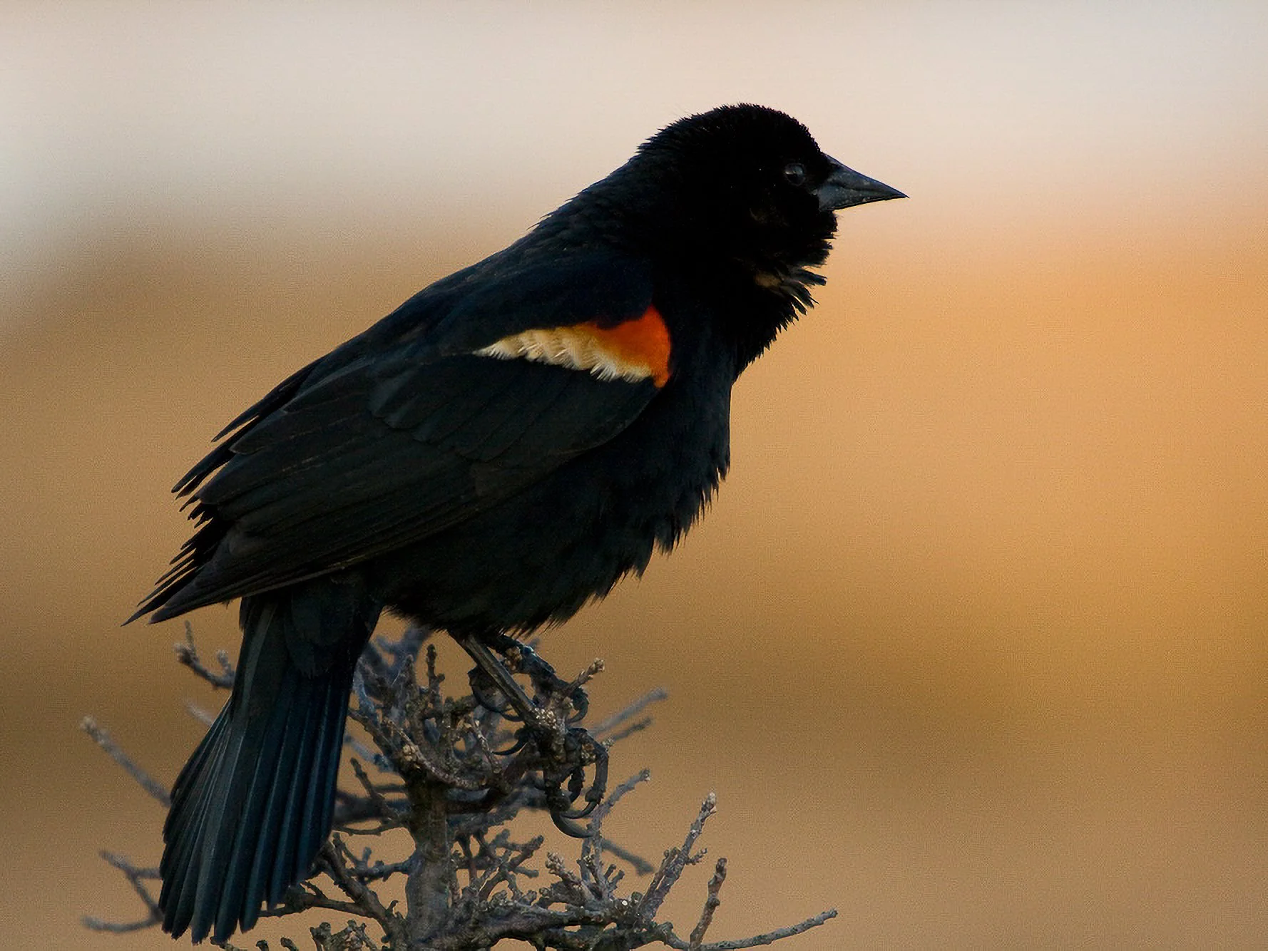 Red-winged Blackbird (male)