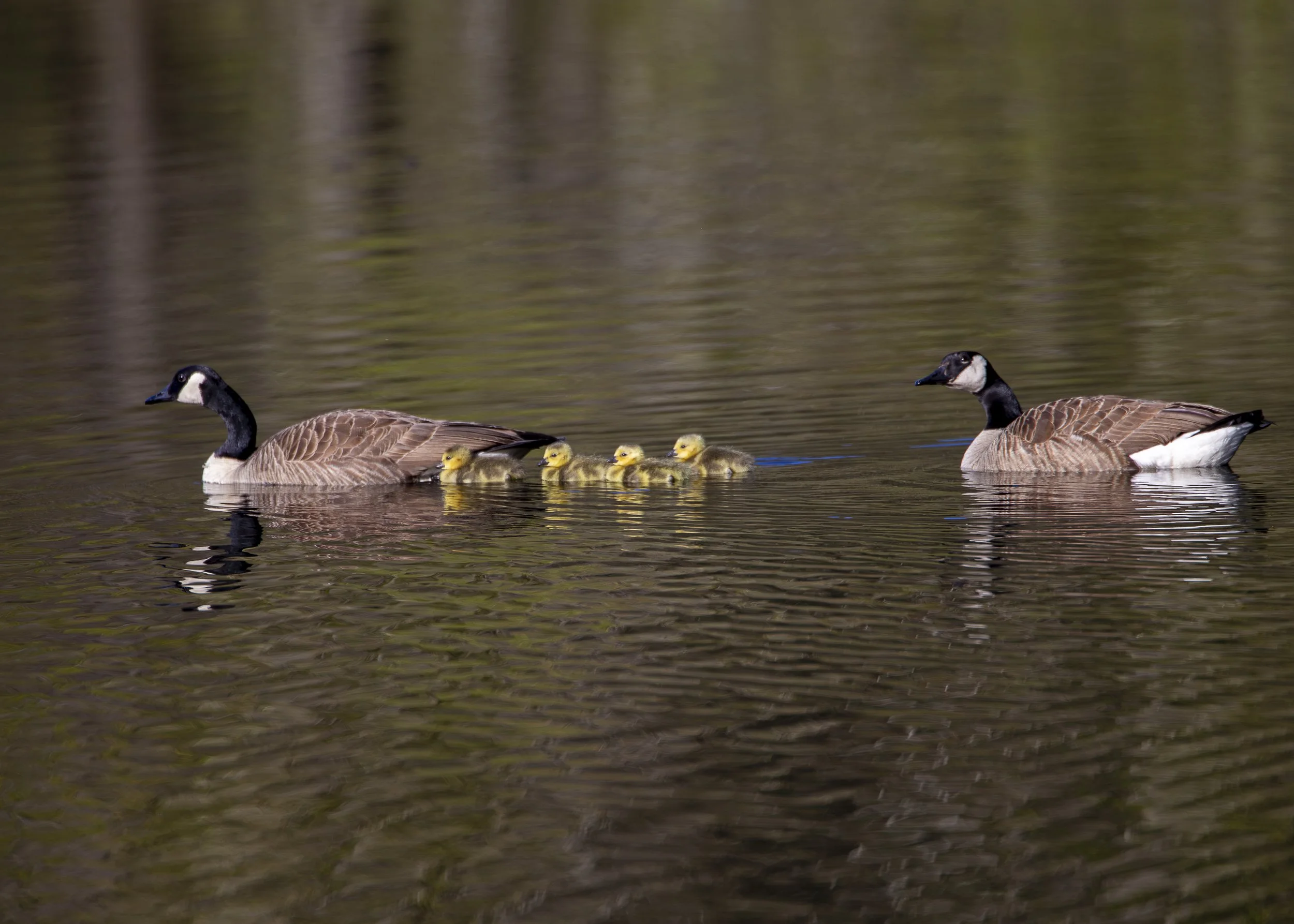 Canada Goose