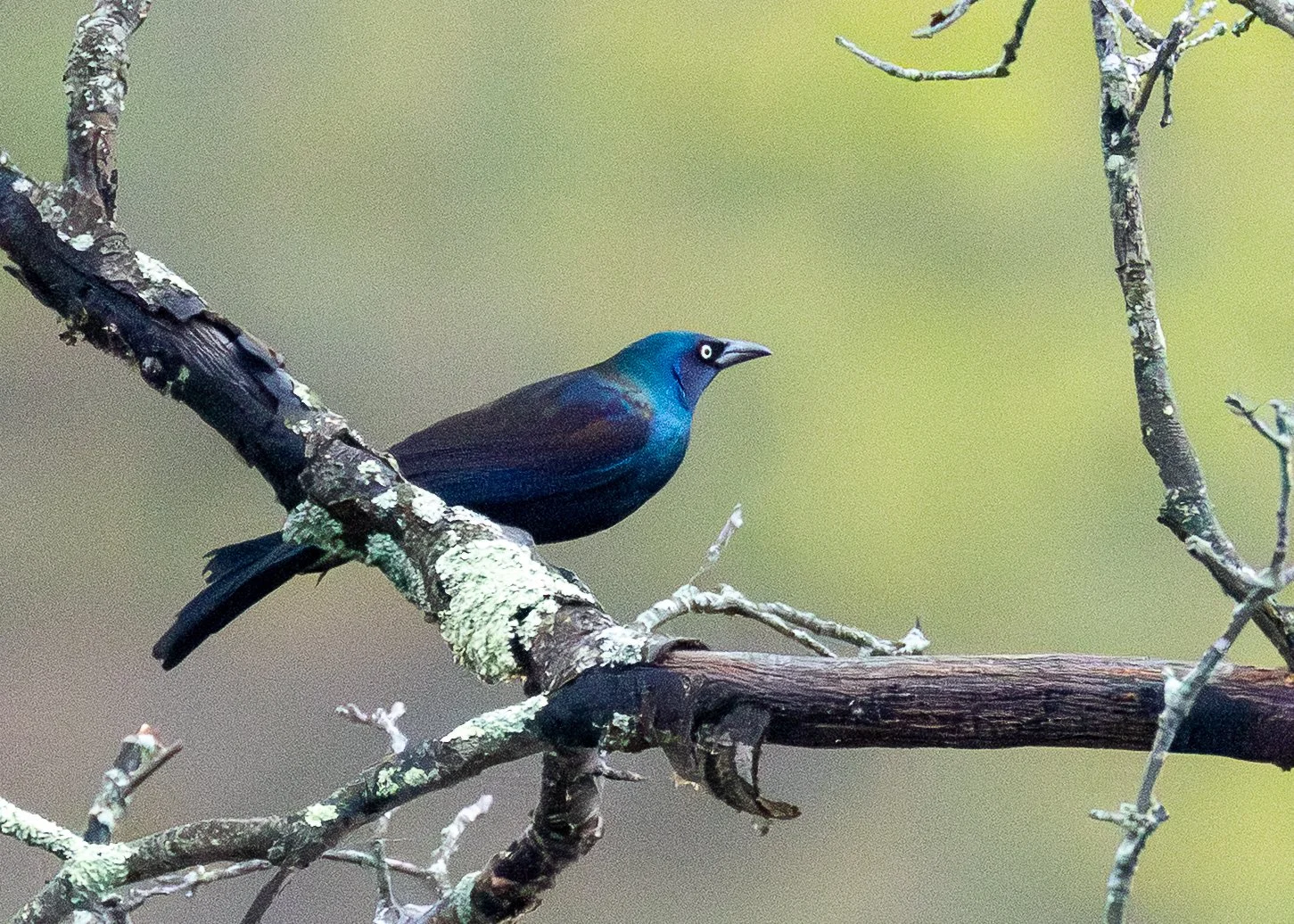 Common Grackle