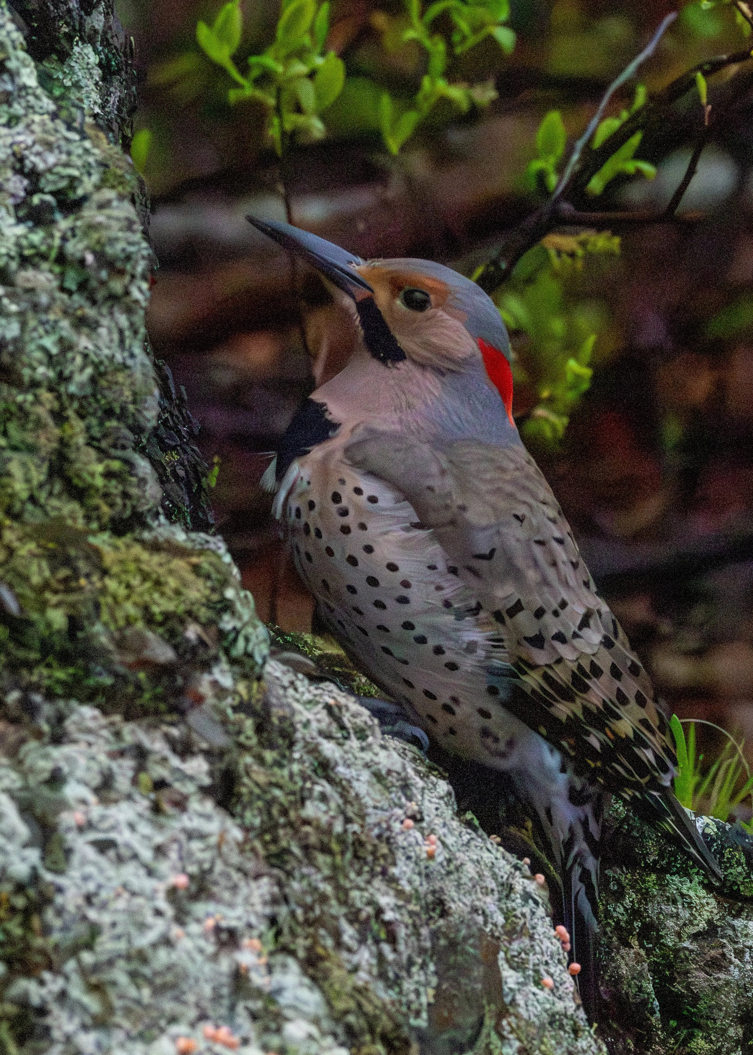 Northern Flicker (male)