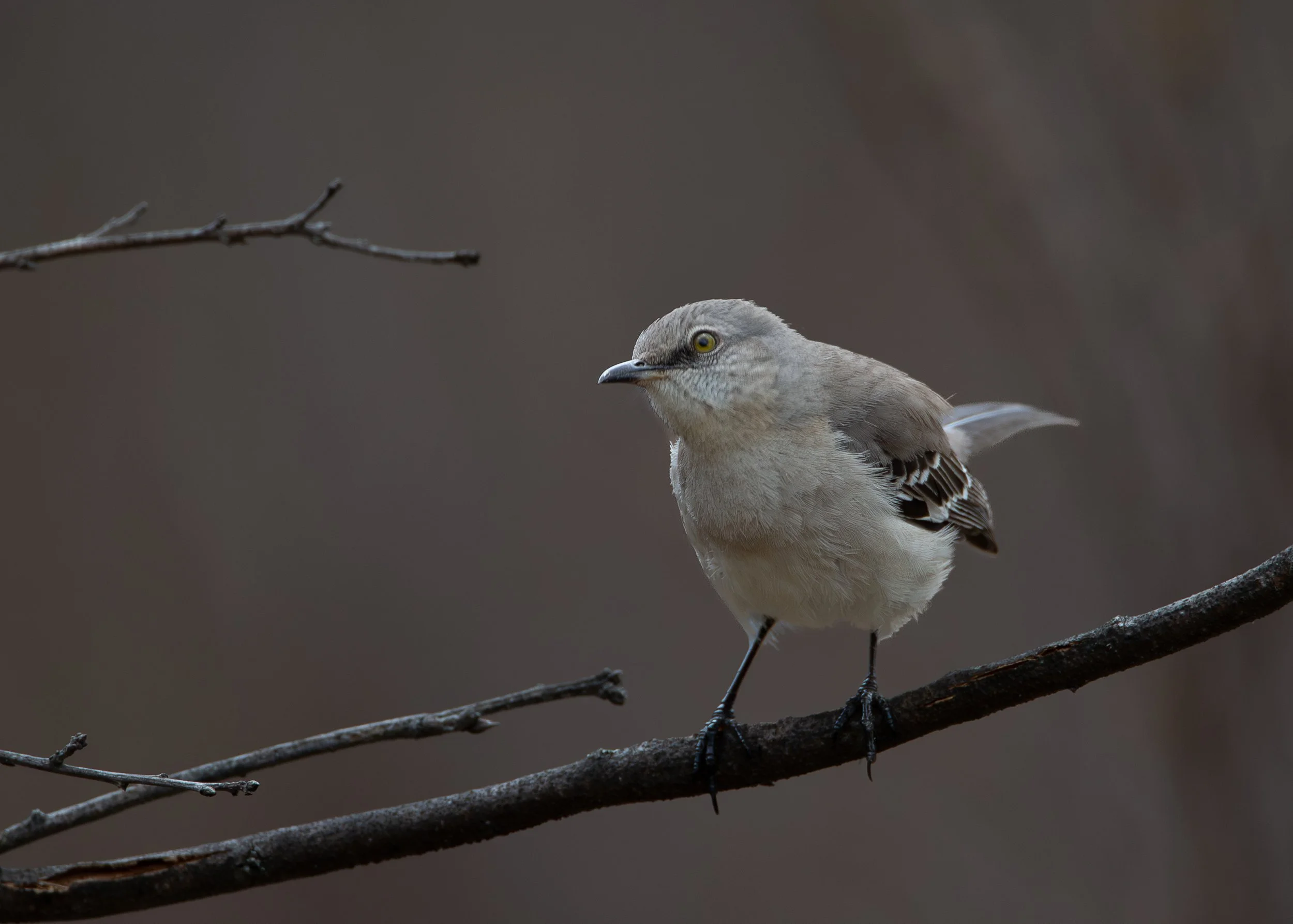 Northern Mockingbird
