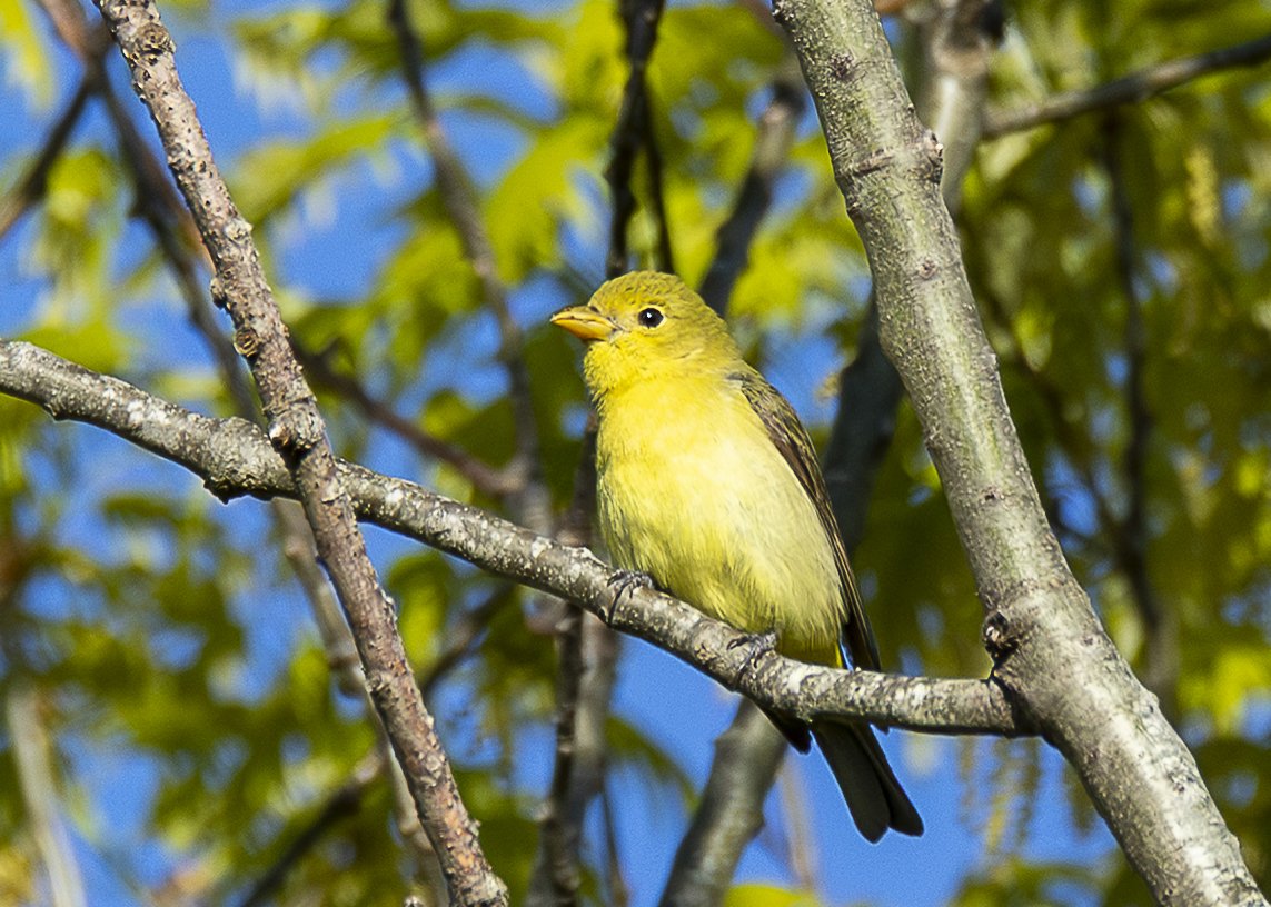 Scarlet Tanager (female)
