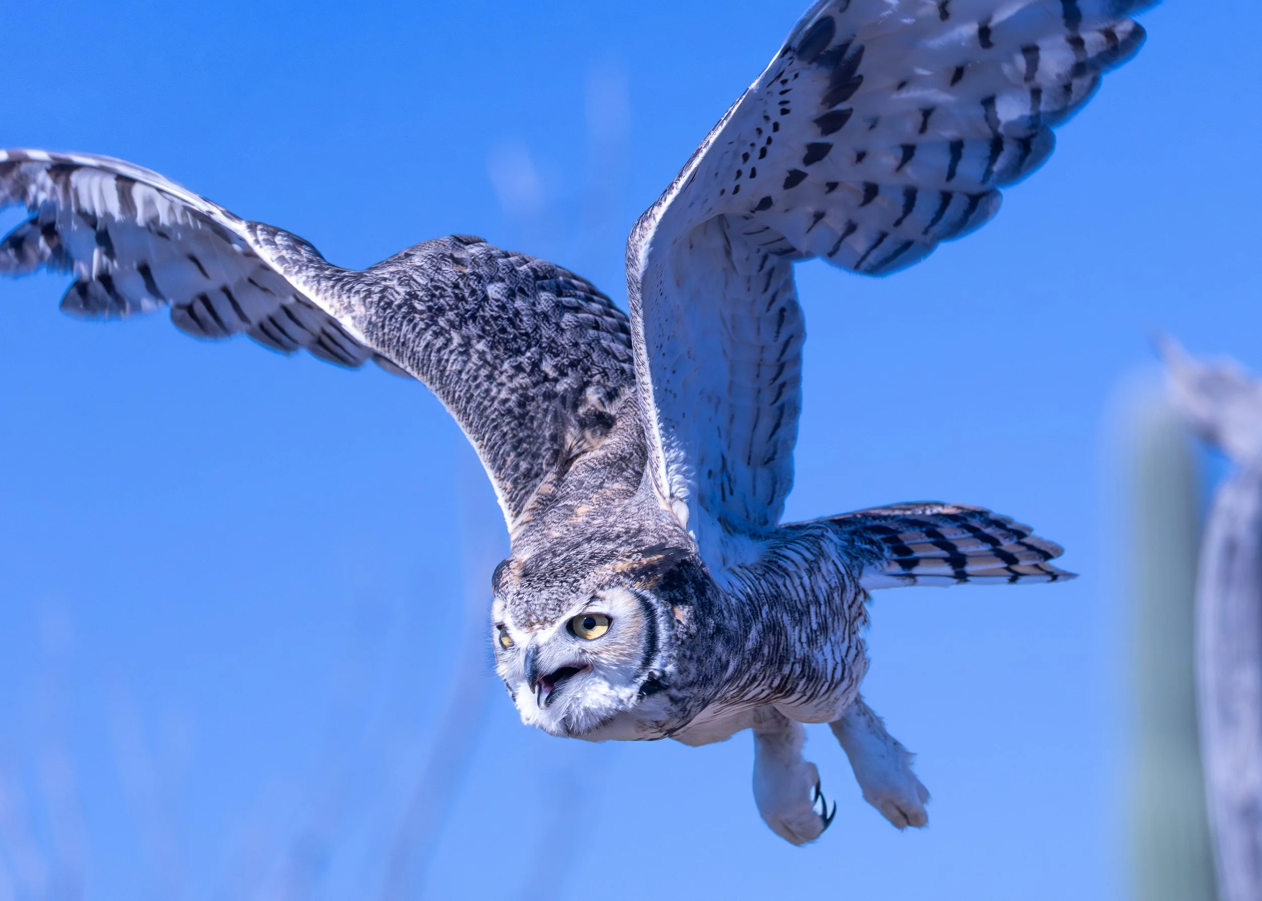 Great-horned Owl