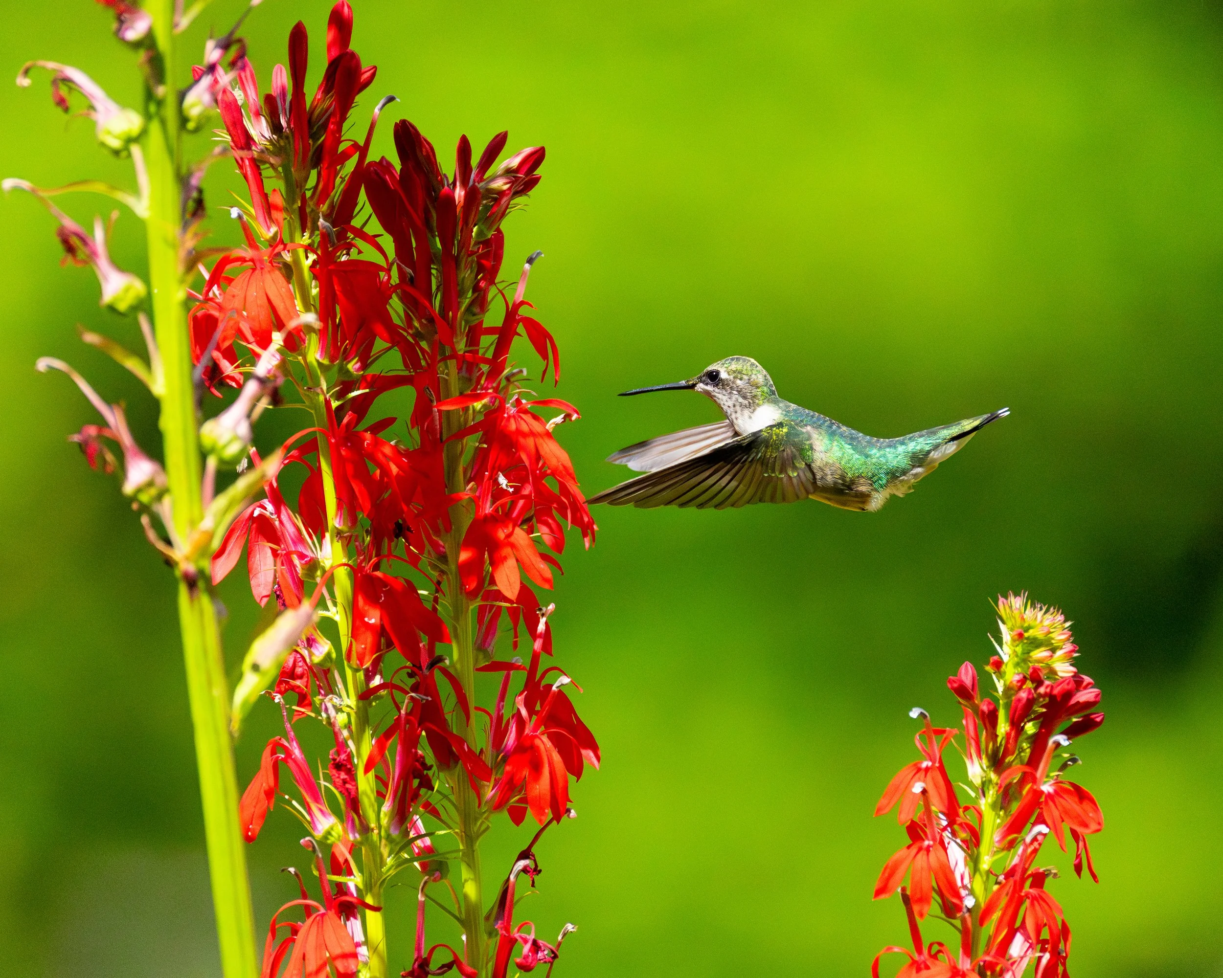 Ruby-throated Hummingbird