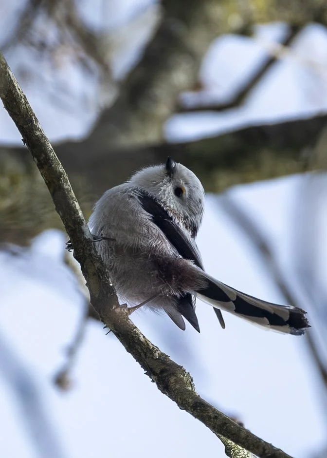 Long-tailed Tit