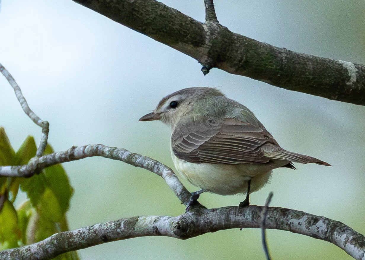 Eastern Warbling Vireo