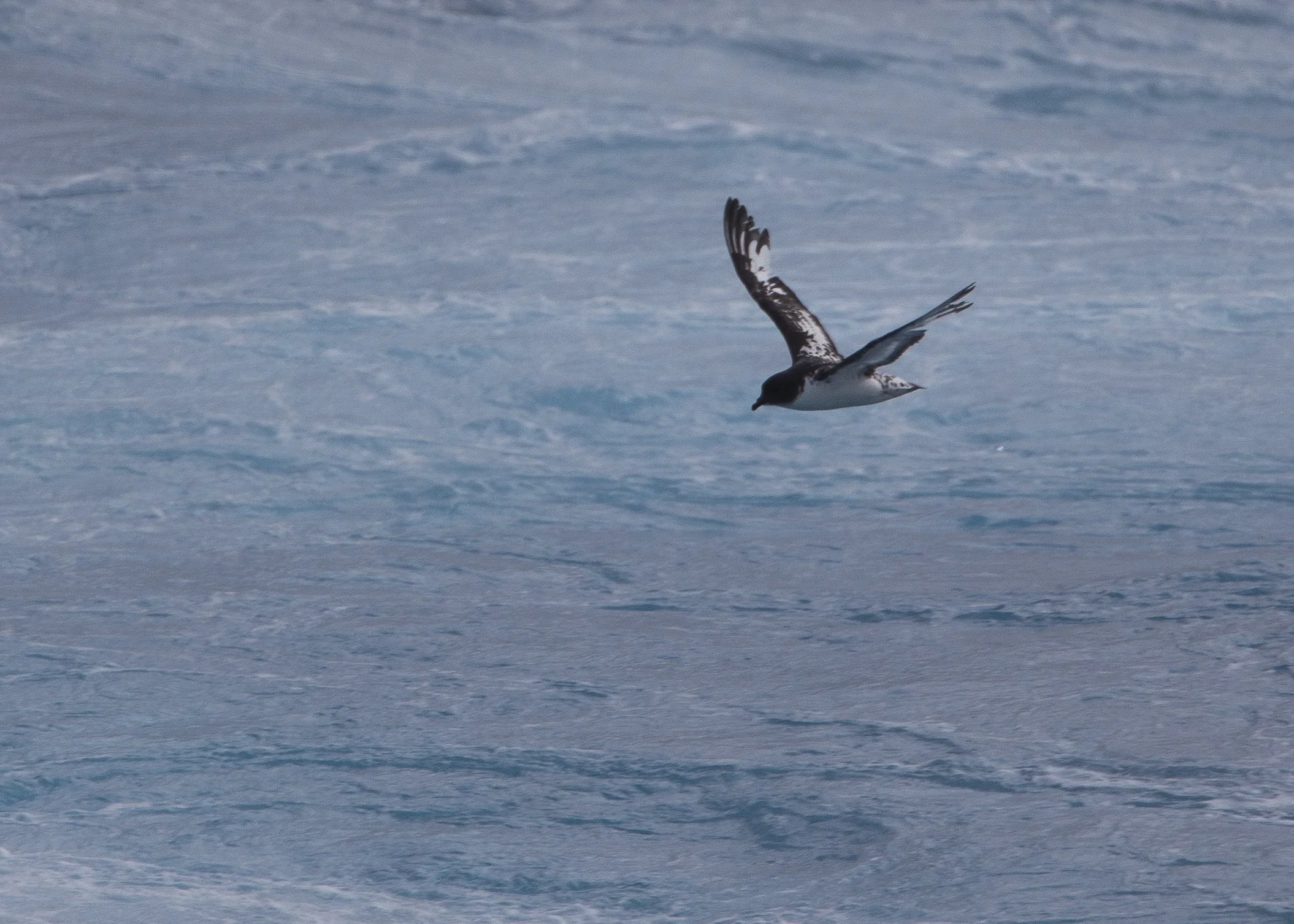 Antarctic Prion