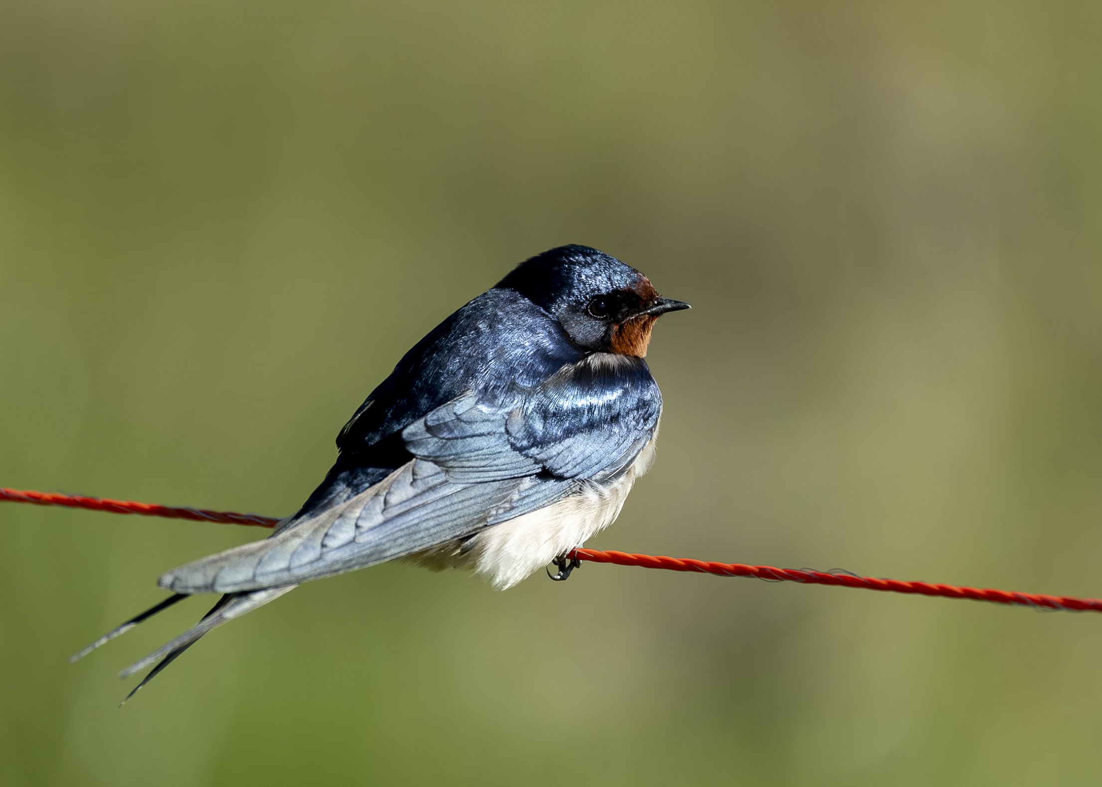 Barn Swallow