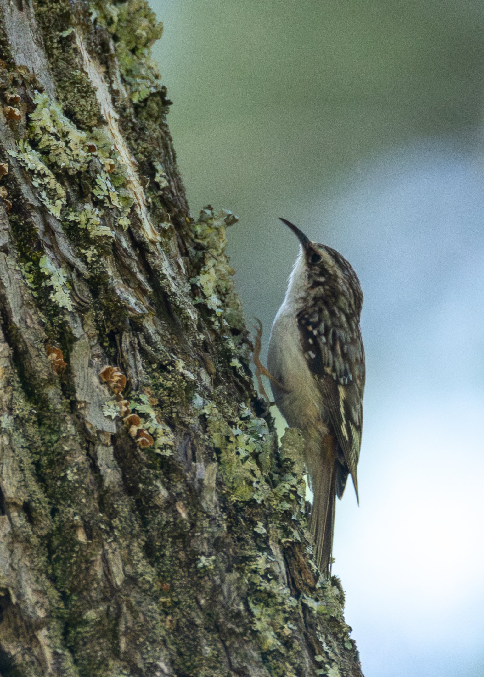 Brown Creeper