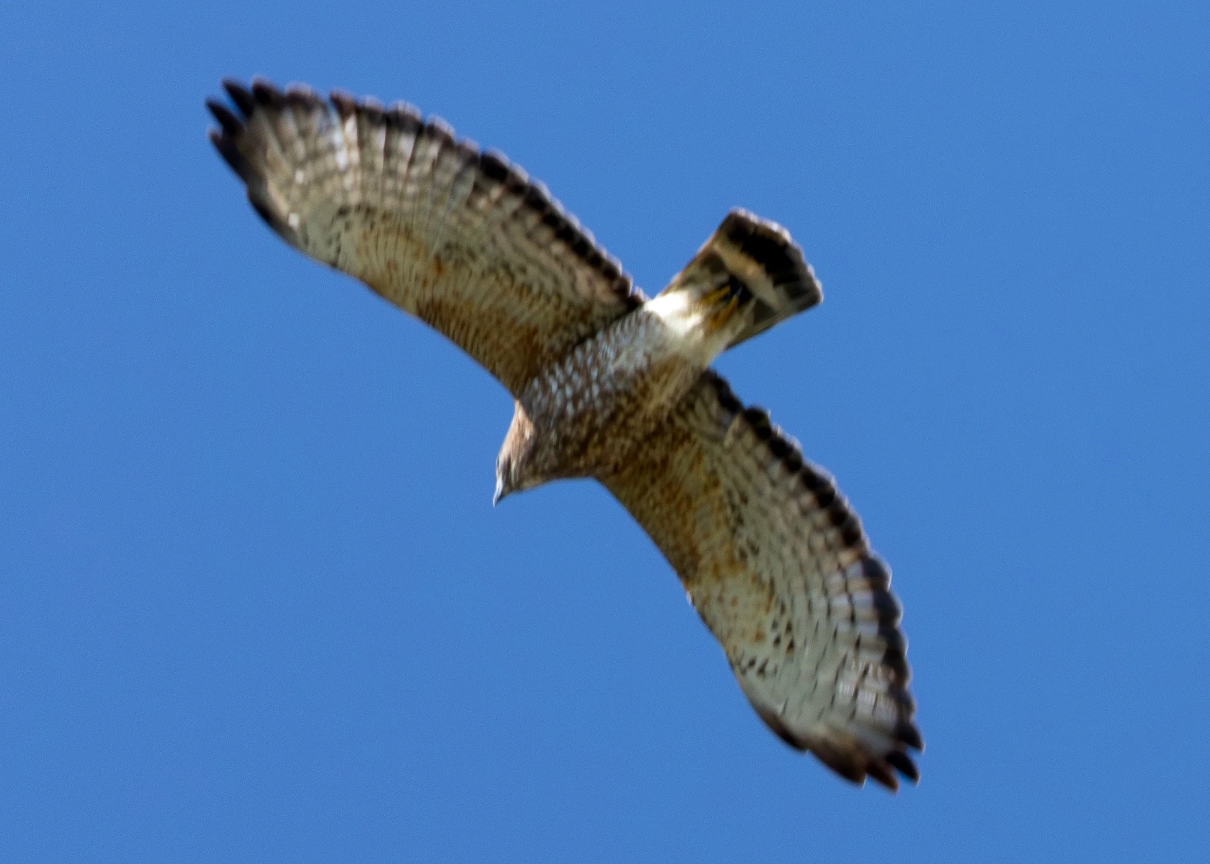 Red-shouldered Hawk