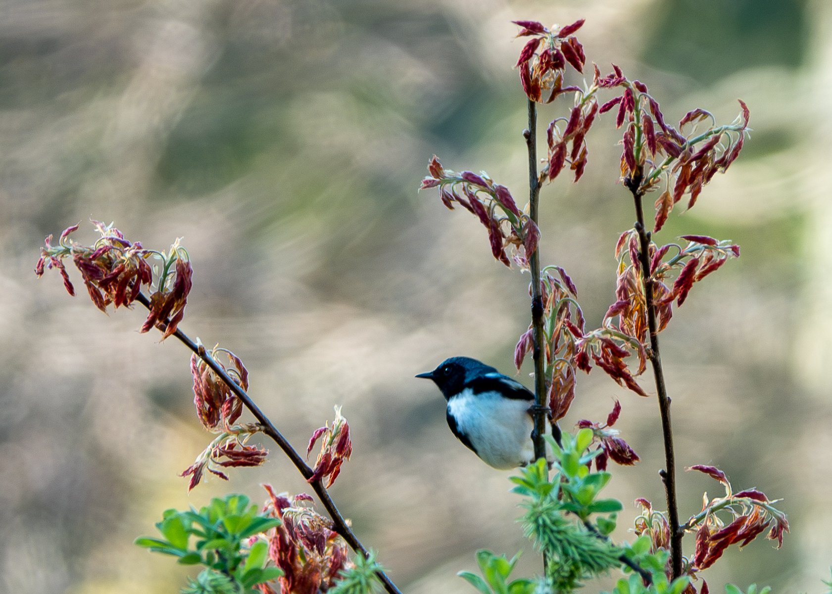 Black-throated Blue Warbler (male)