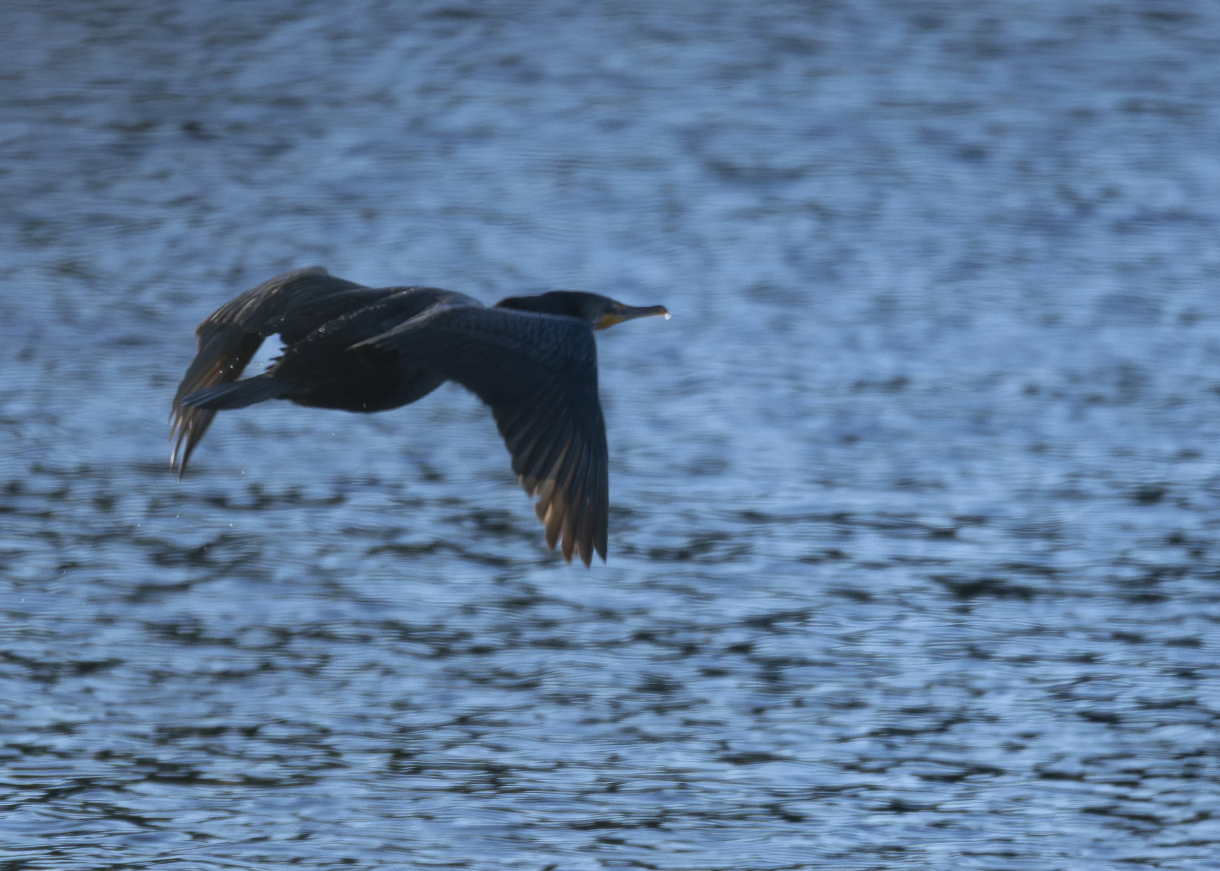 Double-crested Cormorant