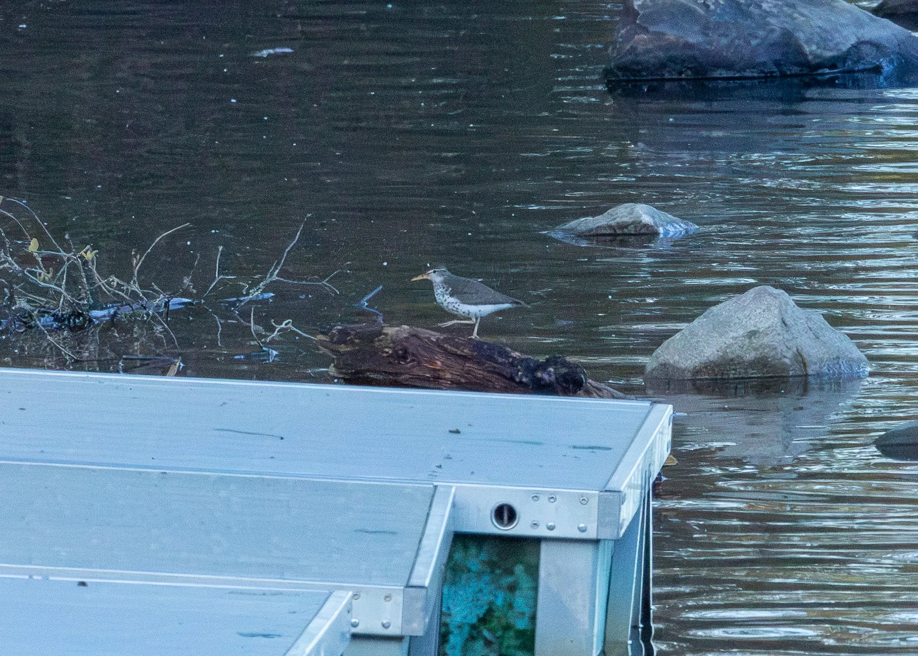 Spotted Sandpiper