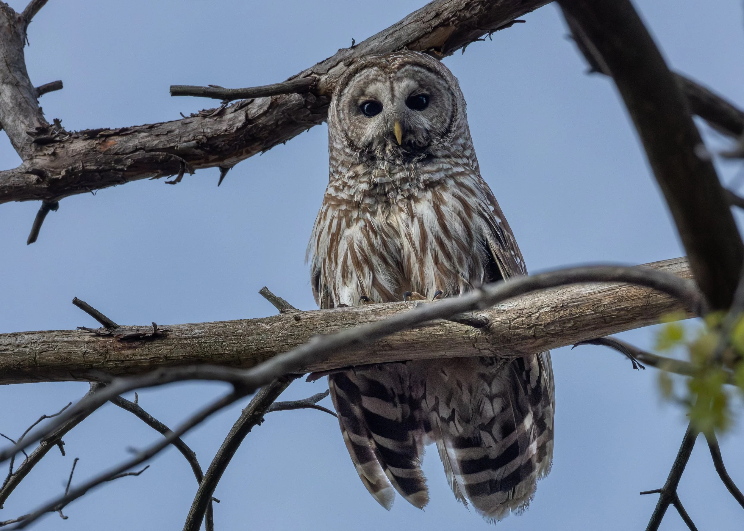 Barred Owl