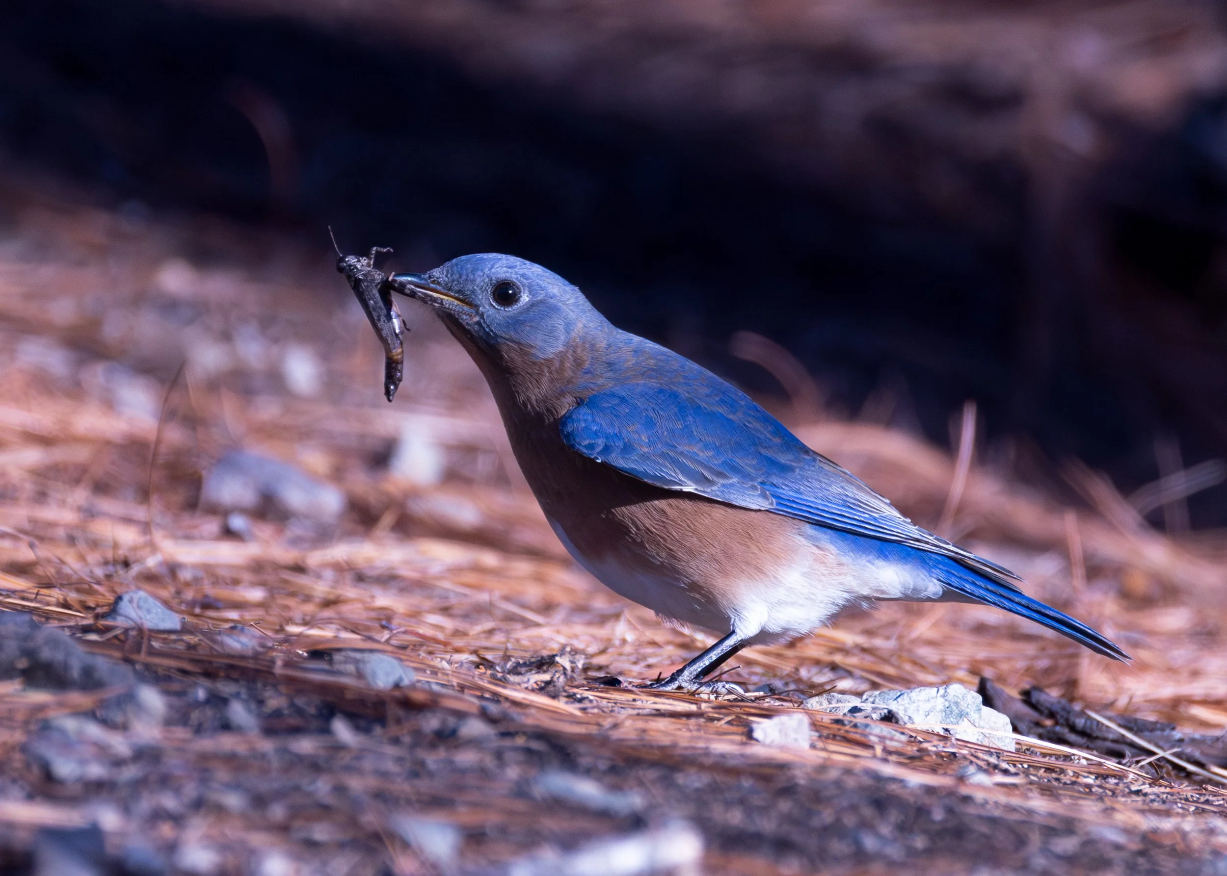 Eastern Bluebird