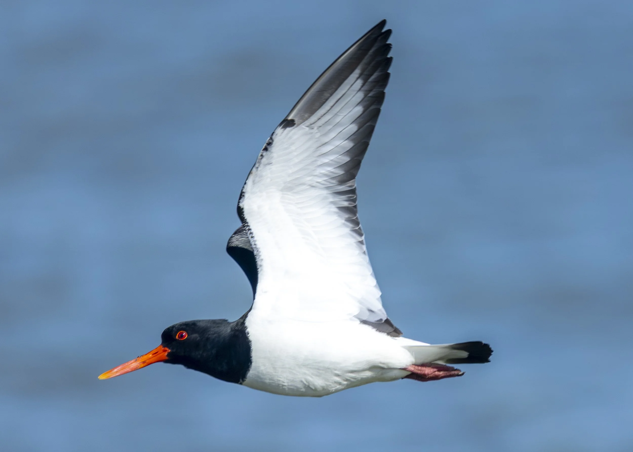 Eurasian Oystercatcher