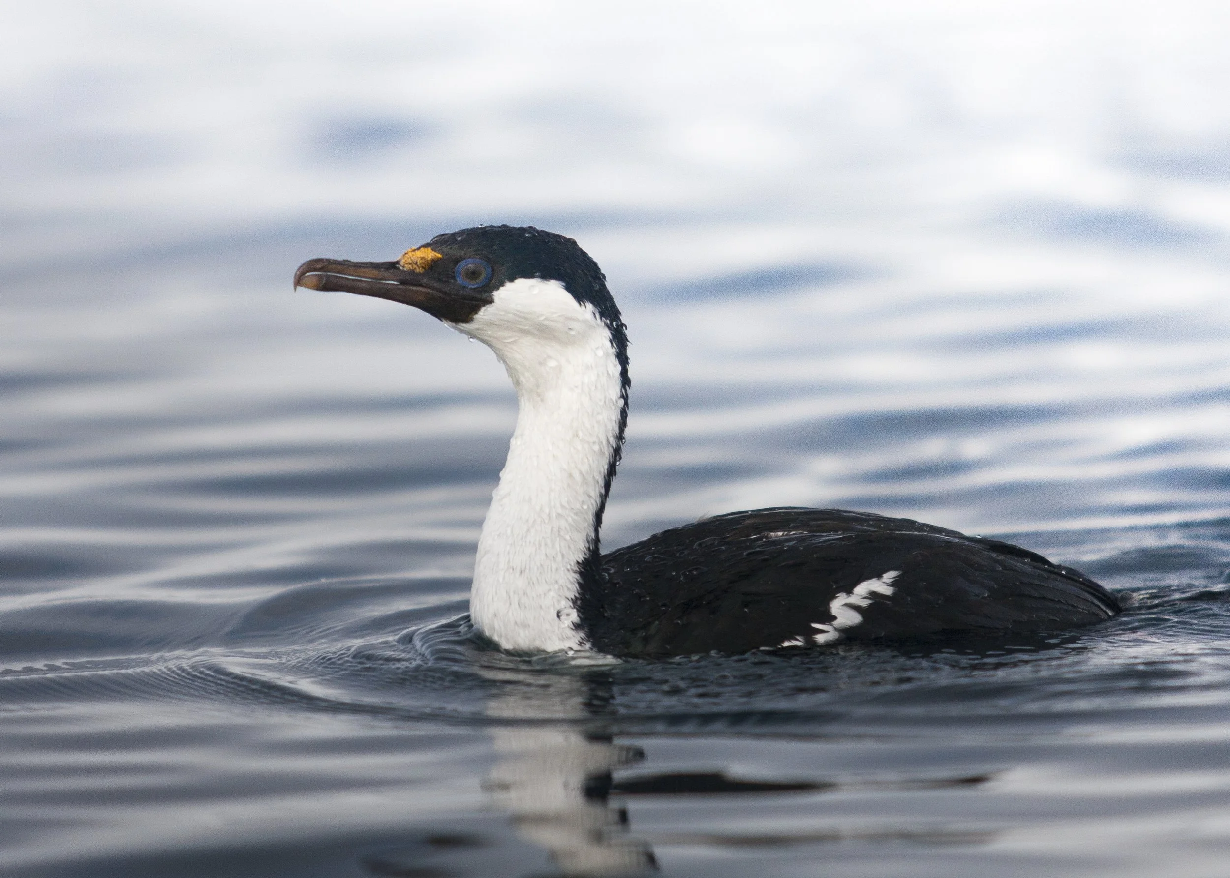Antarctic Shag
