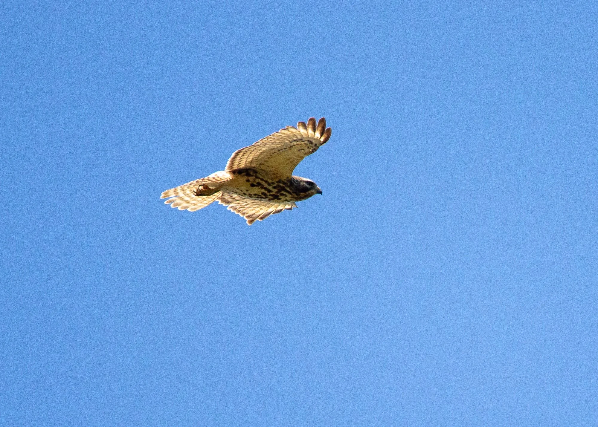 Red-shouldered Hawk
