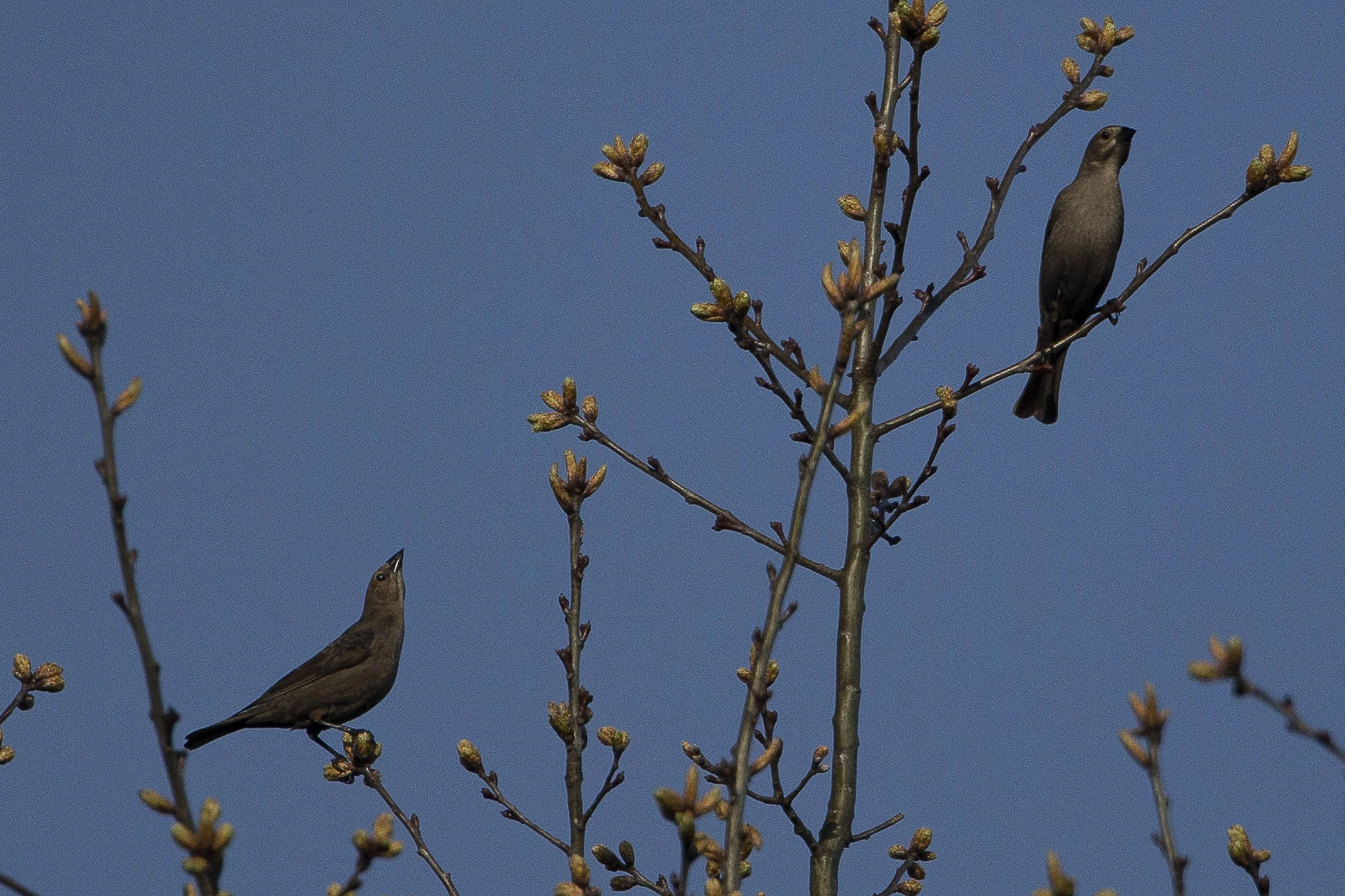 Brown-headed Cowbird