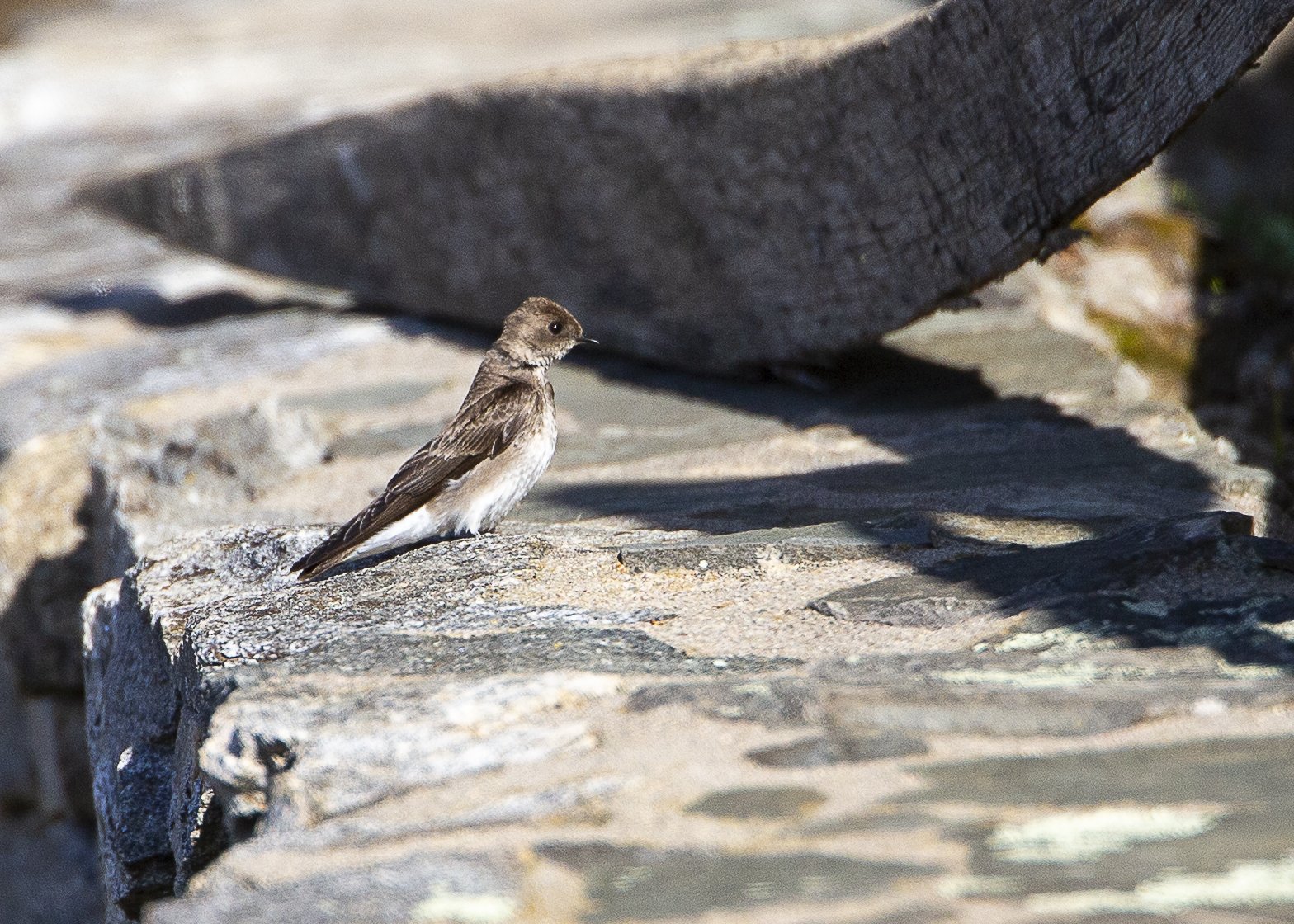 Northern Rough-winged Swallow