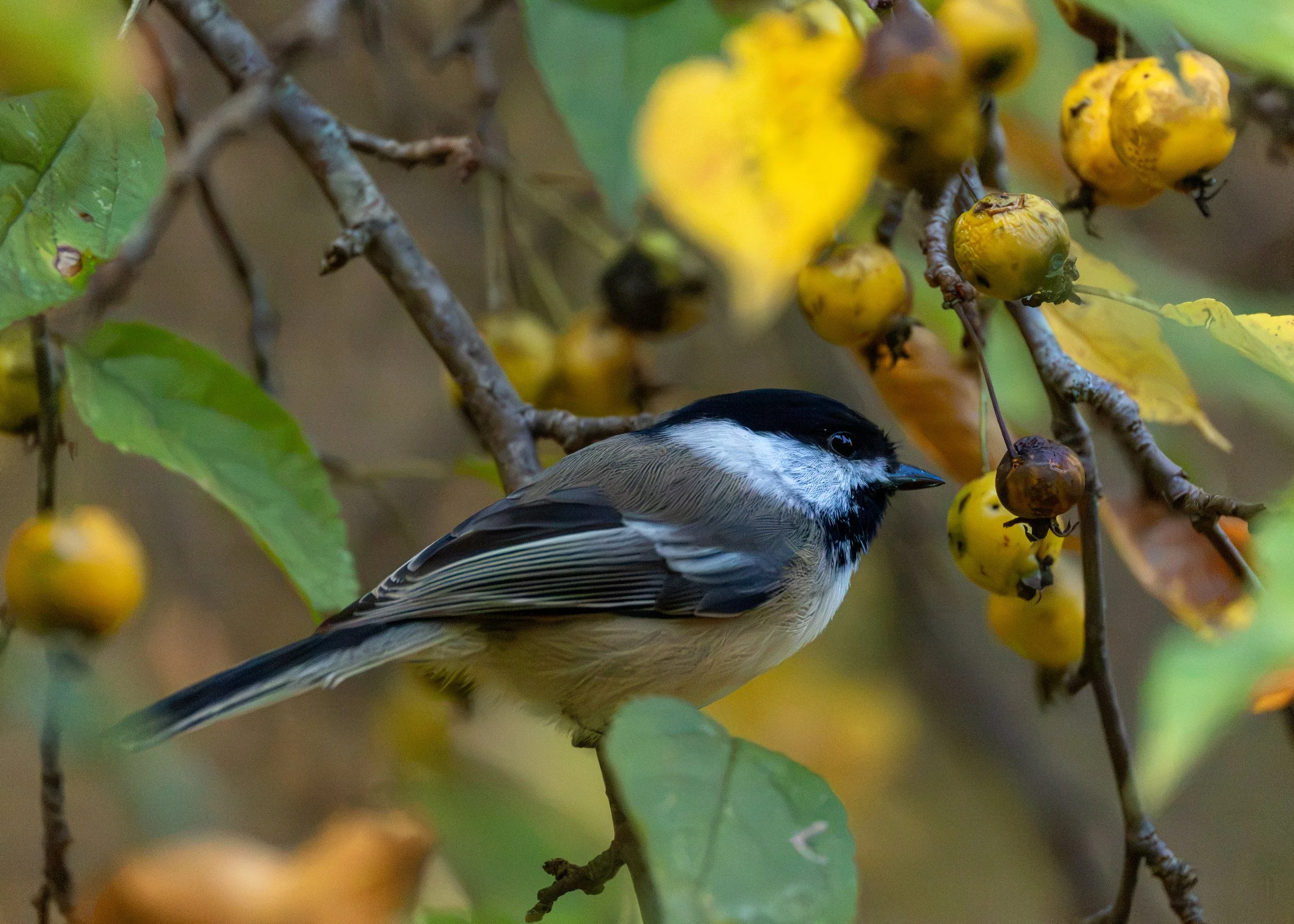 Black-capped Chickadee