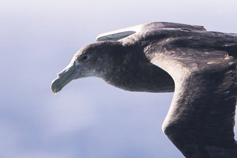 Southern Giant Petrel