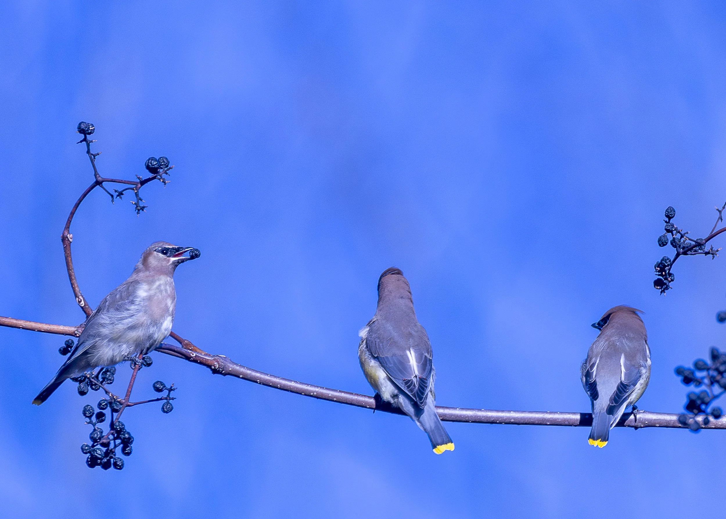 Cedar Waxwing