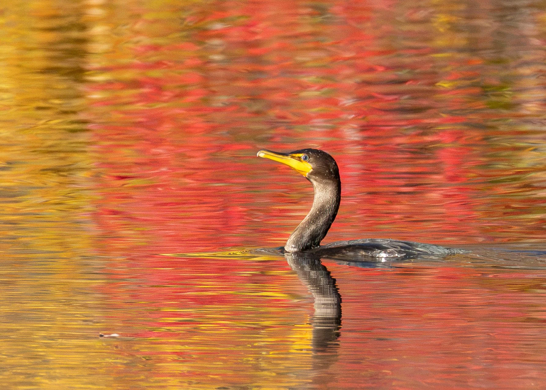 Double-crested Cormorant