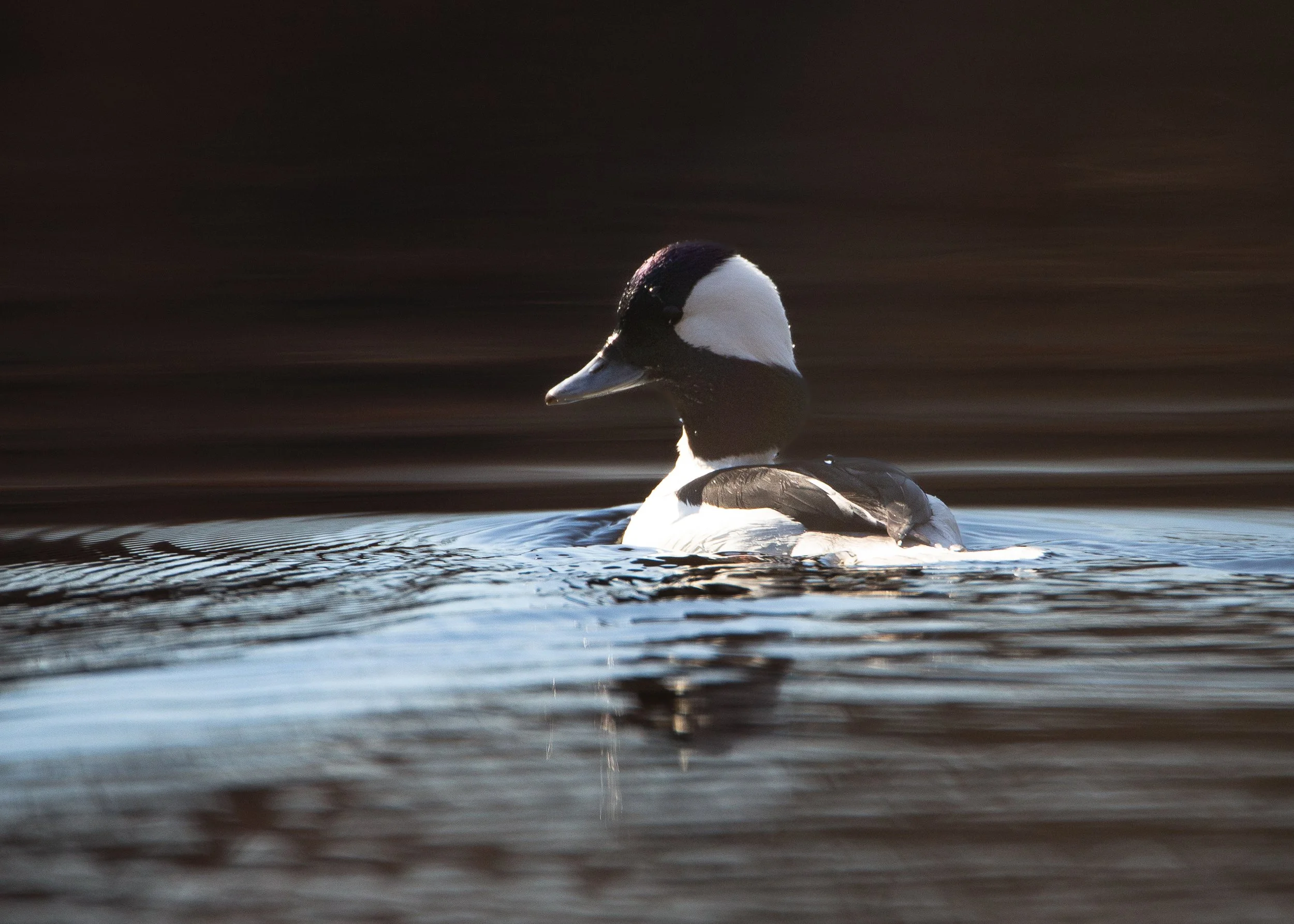 Bufflehead