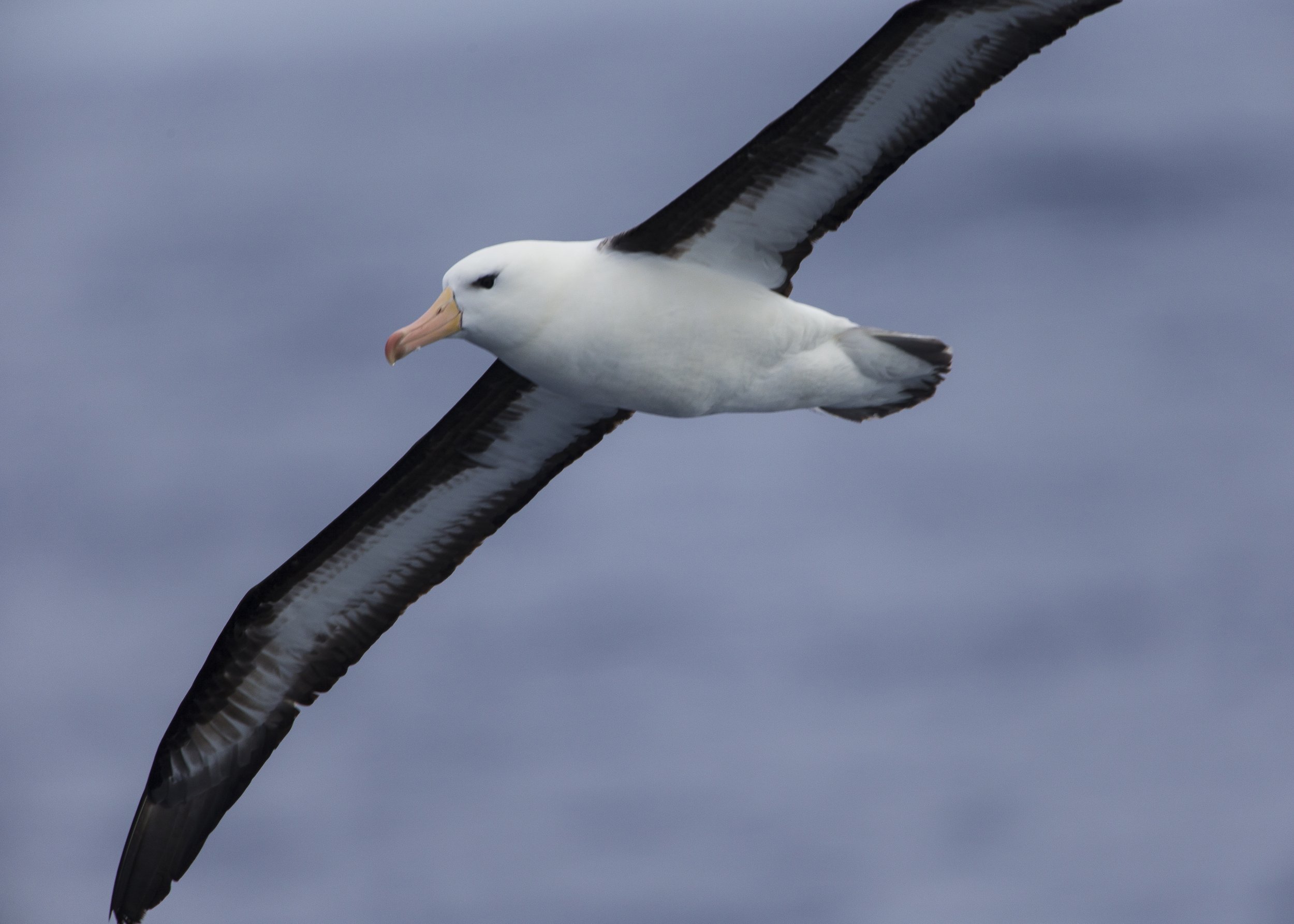 Black-browed Albatross