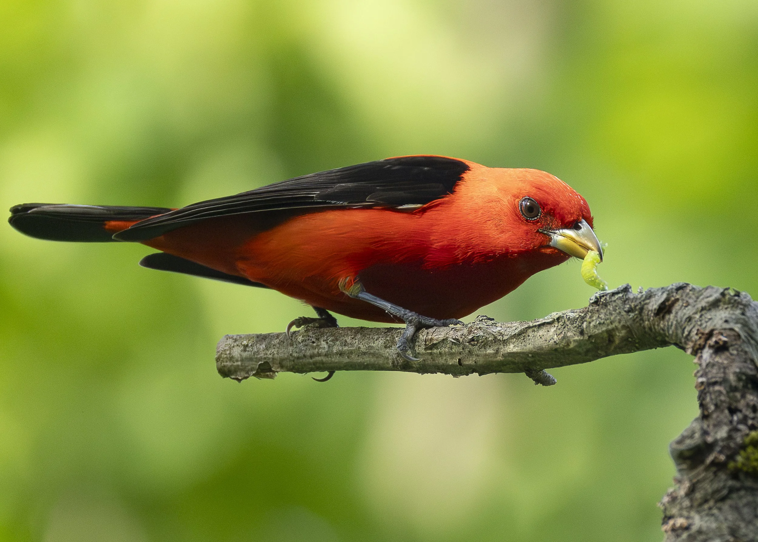 Scarlet Tanager (male)