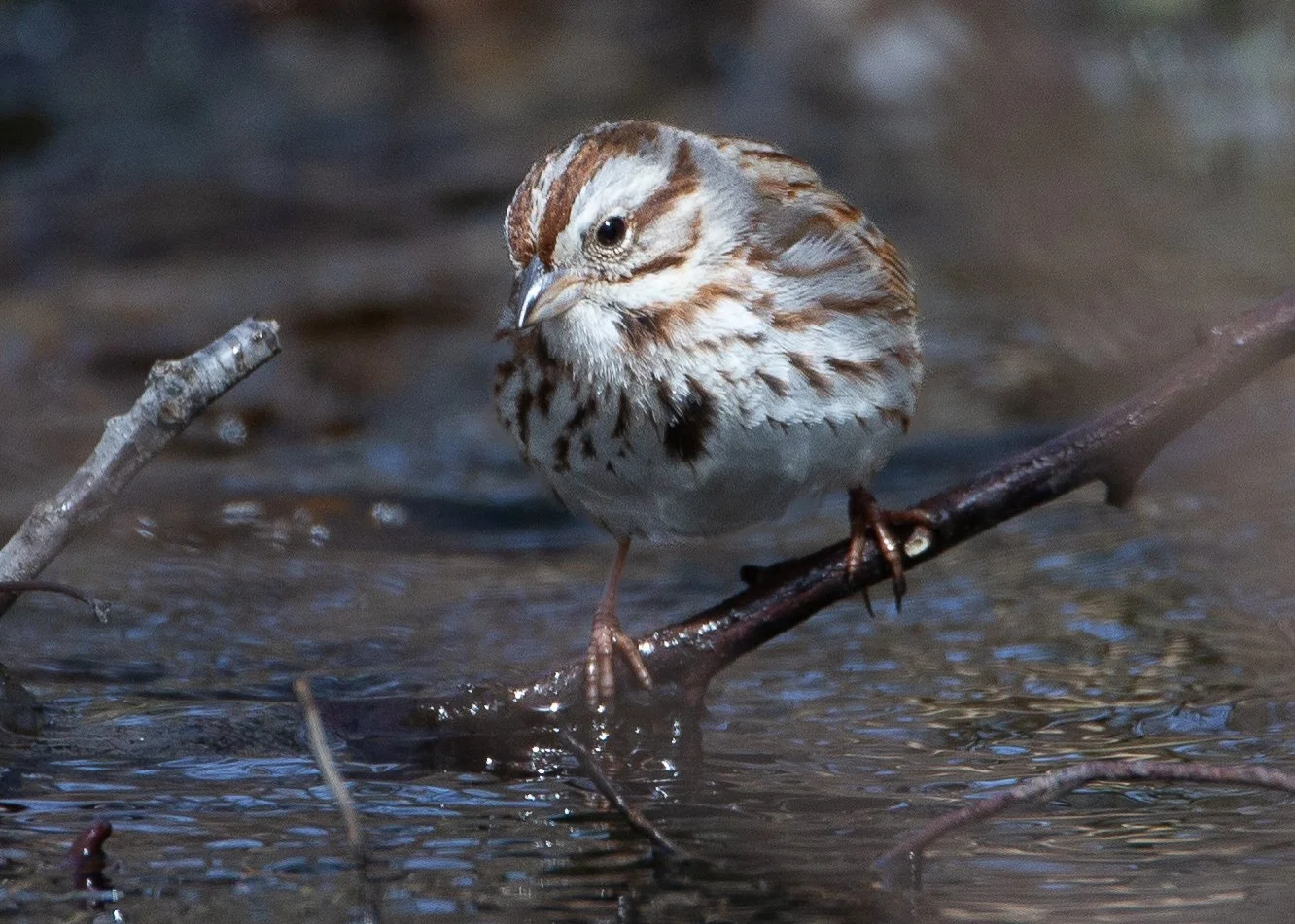 Song Sparrow