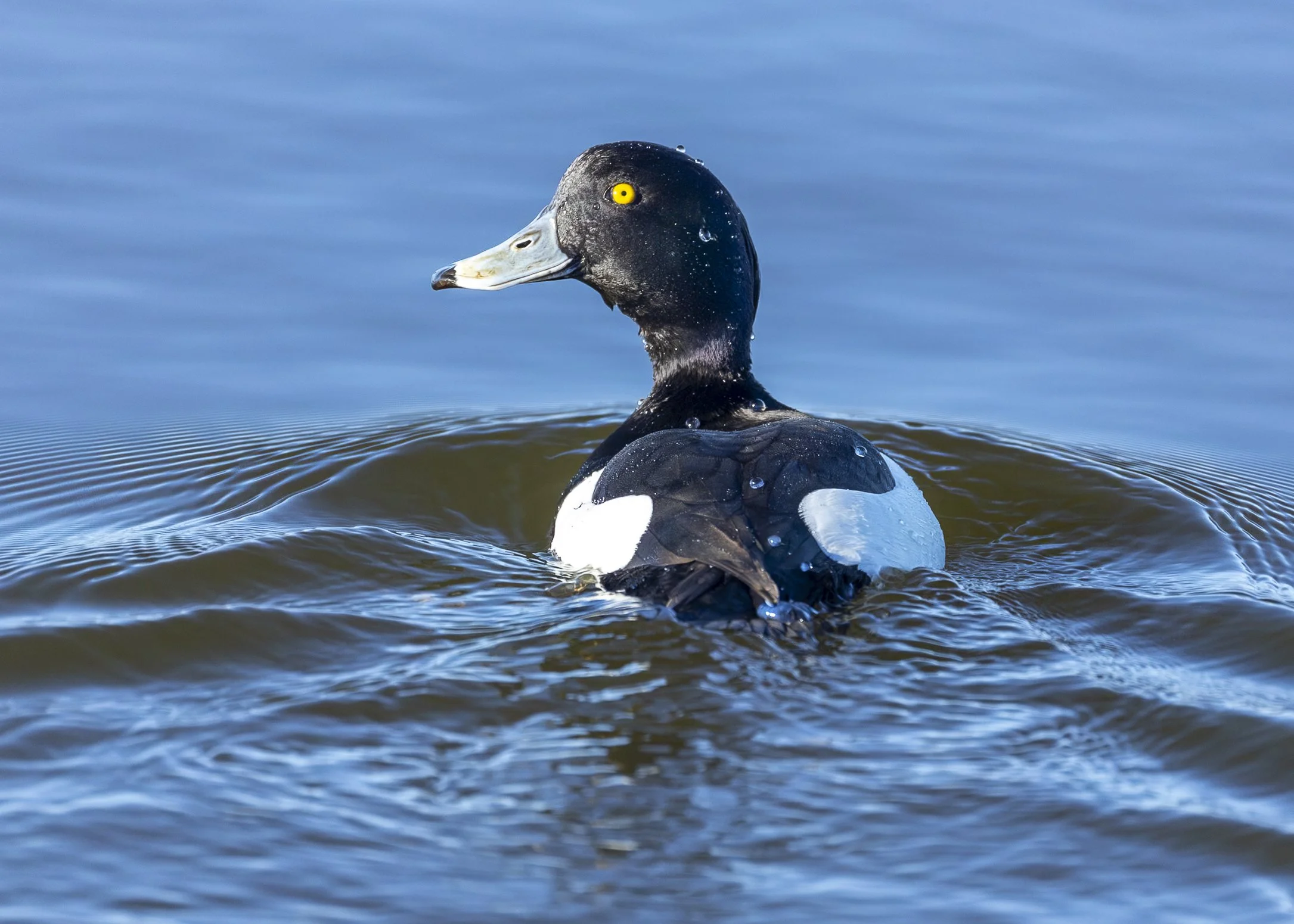Tufted Duck