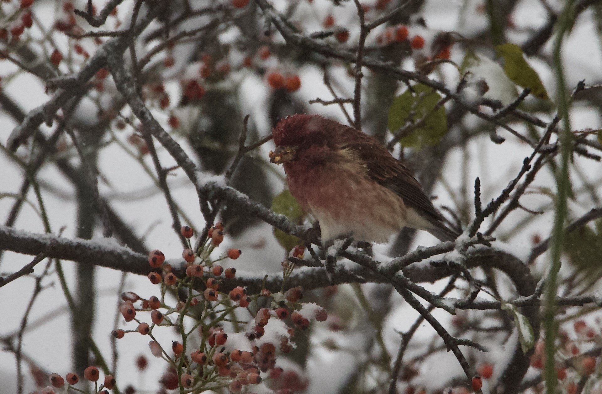 Purple Finch