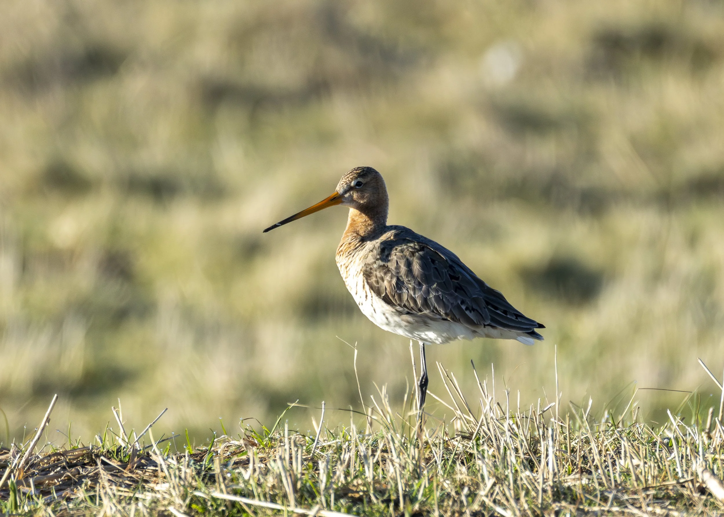Black-tailed Godwit