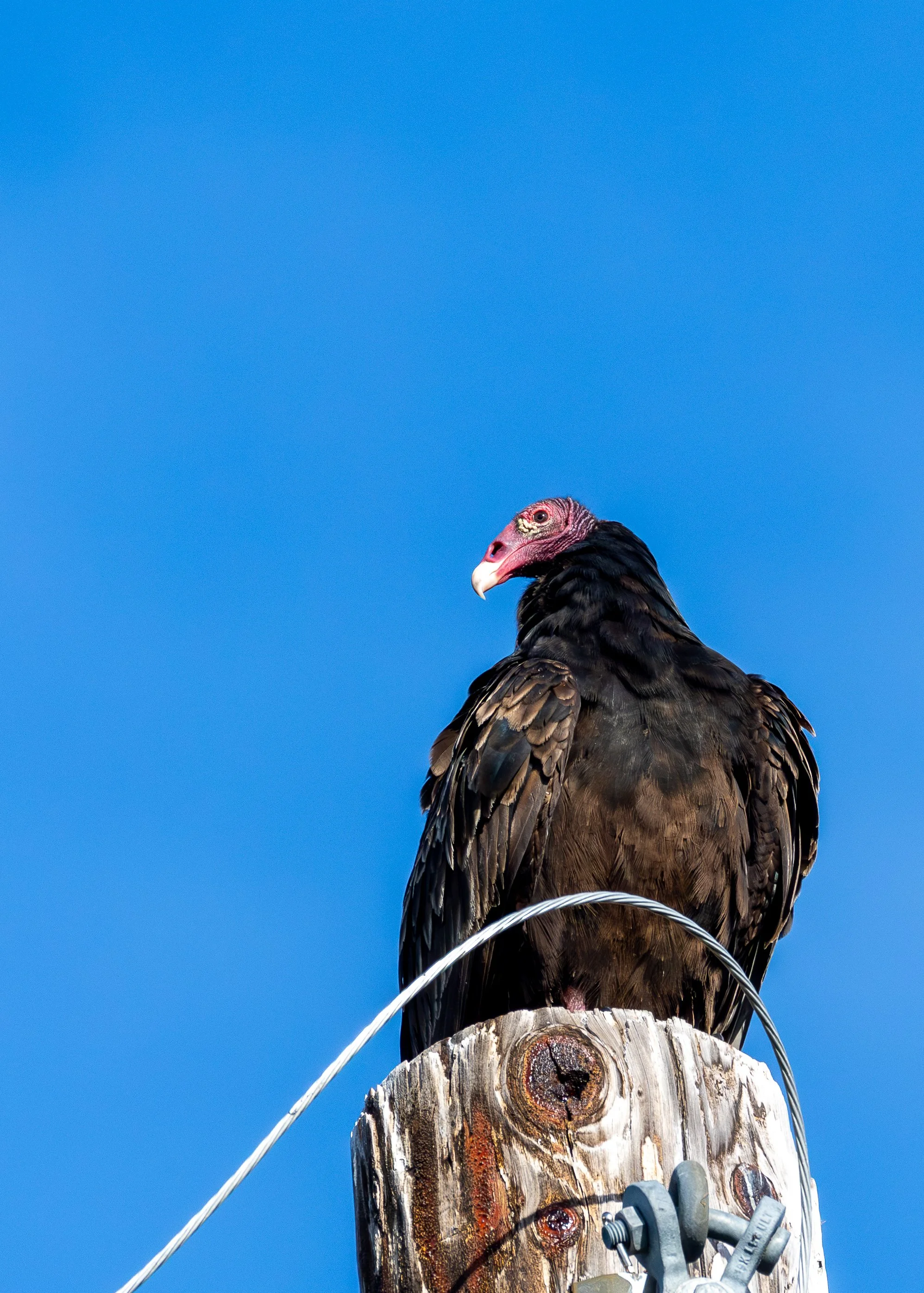 Turkey Vulture