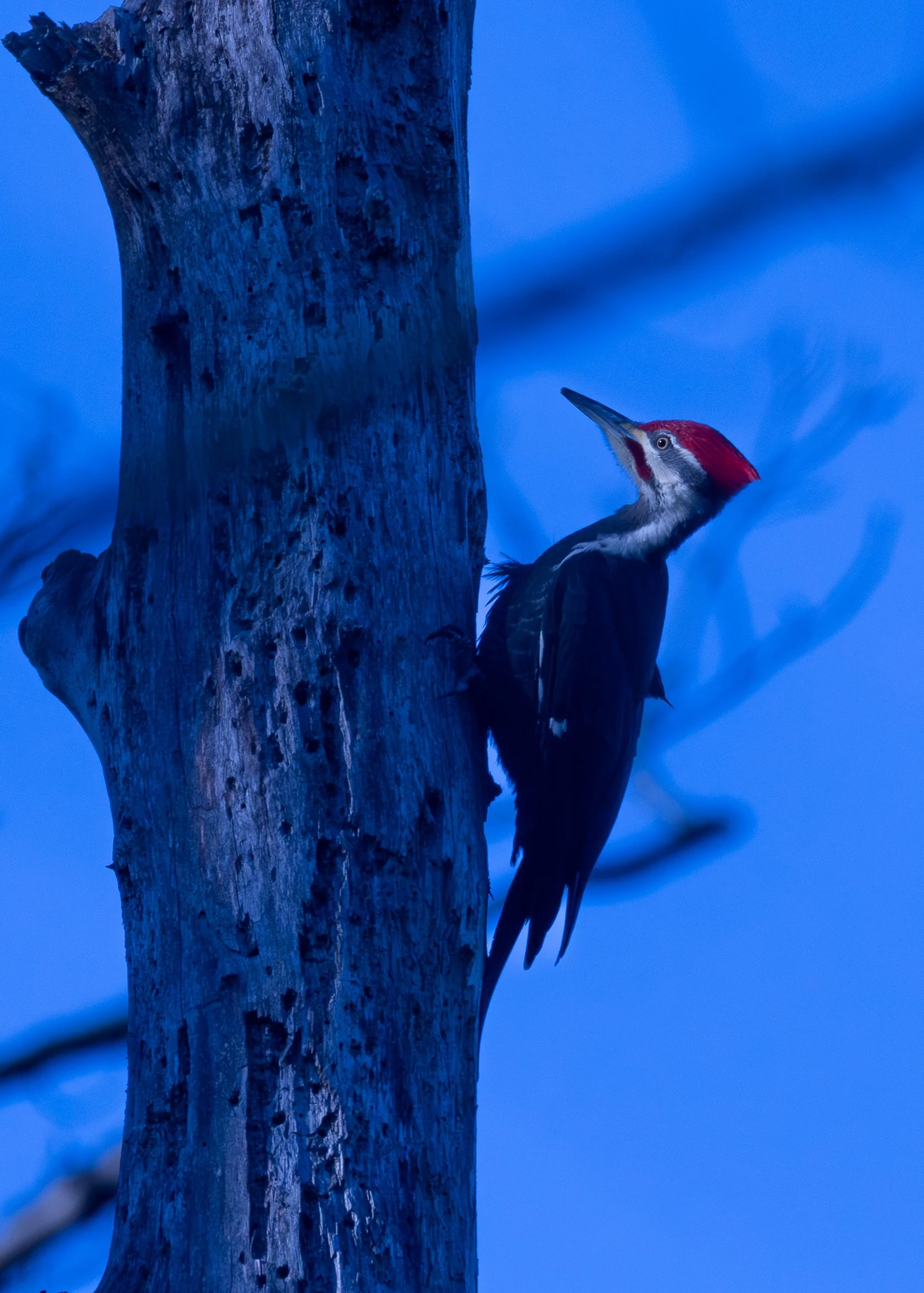 Pileated woodpecker (male)