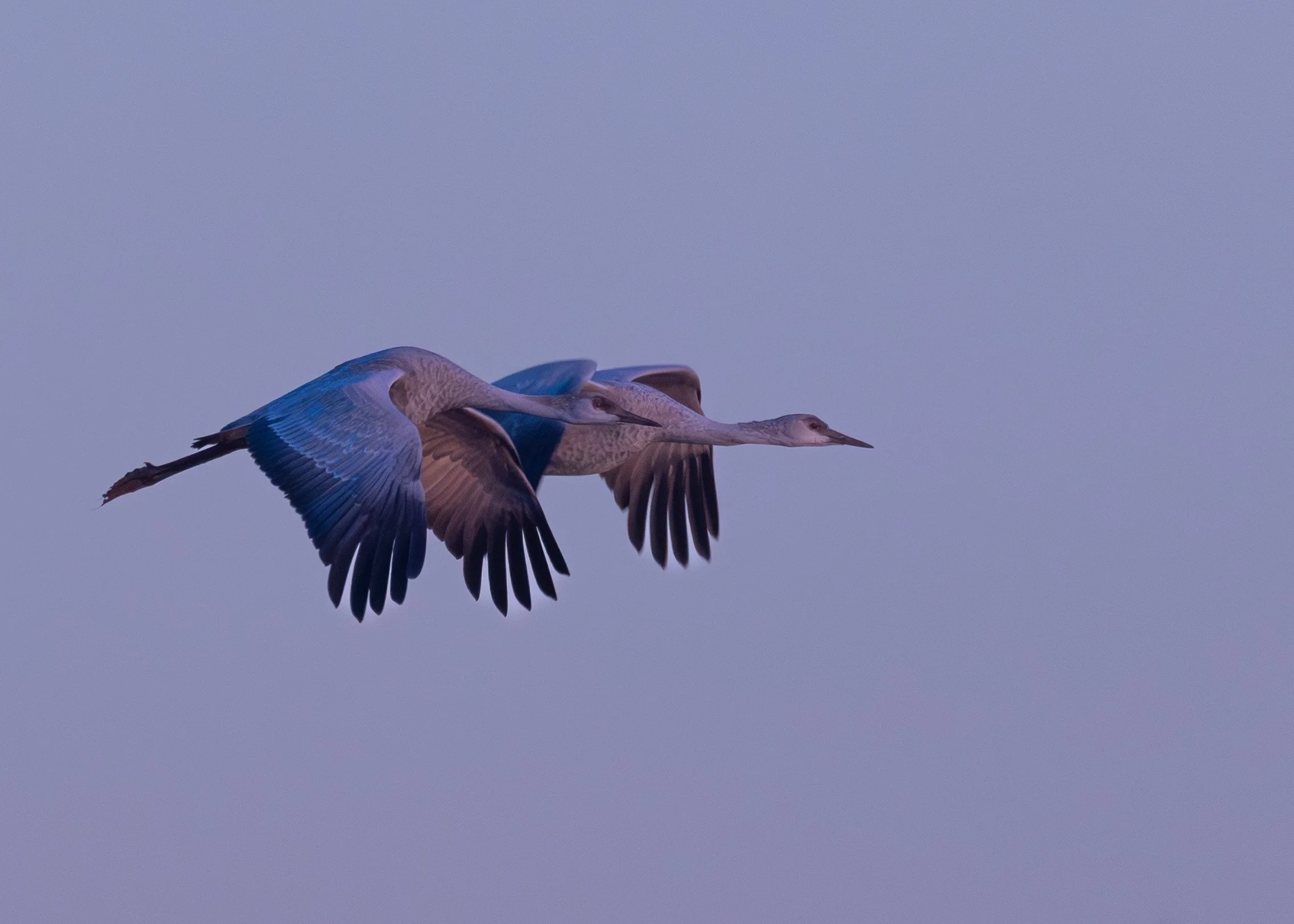 Sandhill Crane